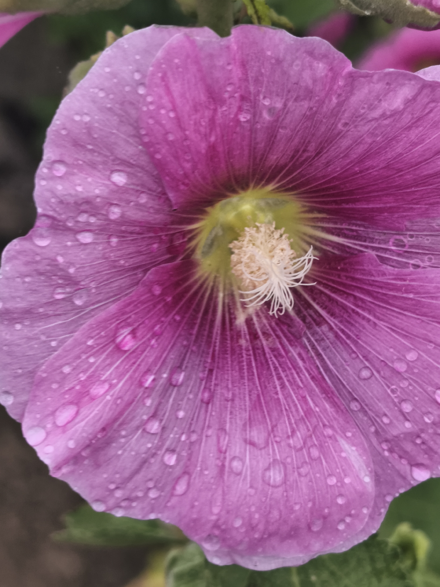 A close-up, vertical, eye-level shot shows the center of a vibrant pink hollyhock flower with water droplets on its petals. The flower is in focus, with its delicate, ruffled petals radiating outwards from a bright yellow center. A cluster of white stamens, each with a tiny white stigma, is visible at the heart of the flower. Fine, dark veins are etched into the surface of the petals, creating a subtle texture. The background is softly blurred, with hints of green foliage and possibly other pink flowers, suggesting an outdoor garden setting. The water droplets, varying in size, catch the light and add a glistening quality to the flower's surface. The image captures the delicate beauty of the hollyhock after a rain shower. The location is not specified in the image or metadata.