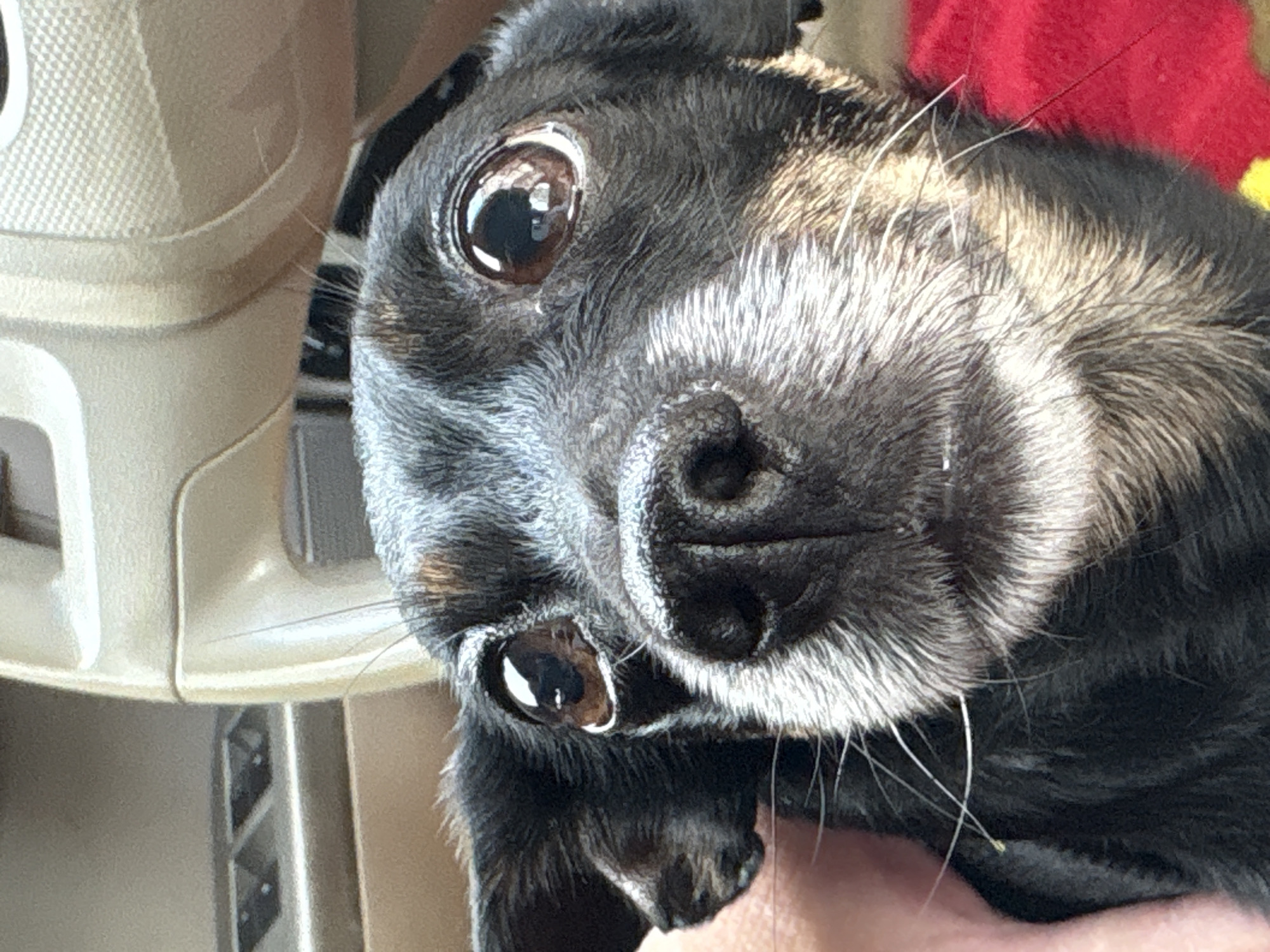 This is a close-up, eye-level, vertical photograph of a black dog with brown eyes. The dog's head is tilted, and it is looking directly at the camera with large, expressive eyes. Its snout is black and appears wet. The dog has graying fur around its nose and eyes, giving it a distinguished look. Fine white whiskers extend from its muzzle.
The background is out of focus, but suggests an indoor setting. To the left of the dog, there is a beige, textured object that appears to be part of a piece of furniture or equipment. Further in the background, a bright red object is visible, possibly a blanket or piece of clothing.
The lighting suggests it is daytime, and there are no indications of weather conditions. The dog's expression appears curious and attentive. There is no visible text in the image. The overall impression is an intimate portrait of a dog's face.