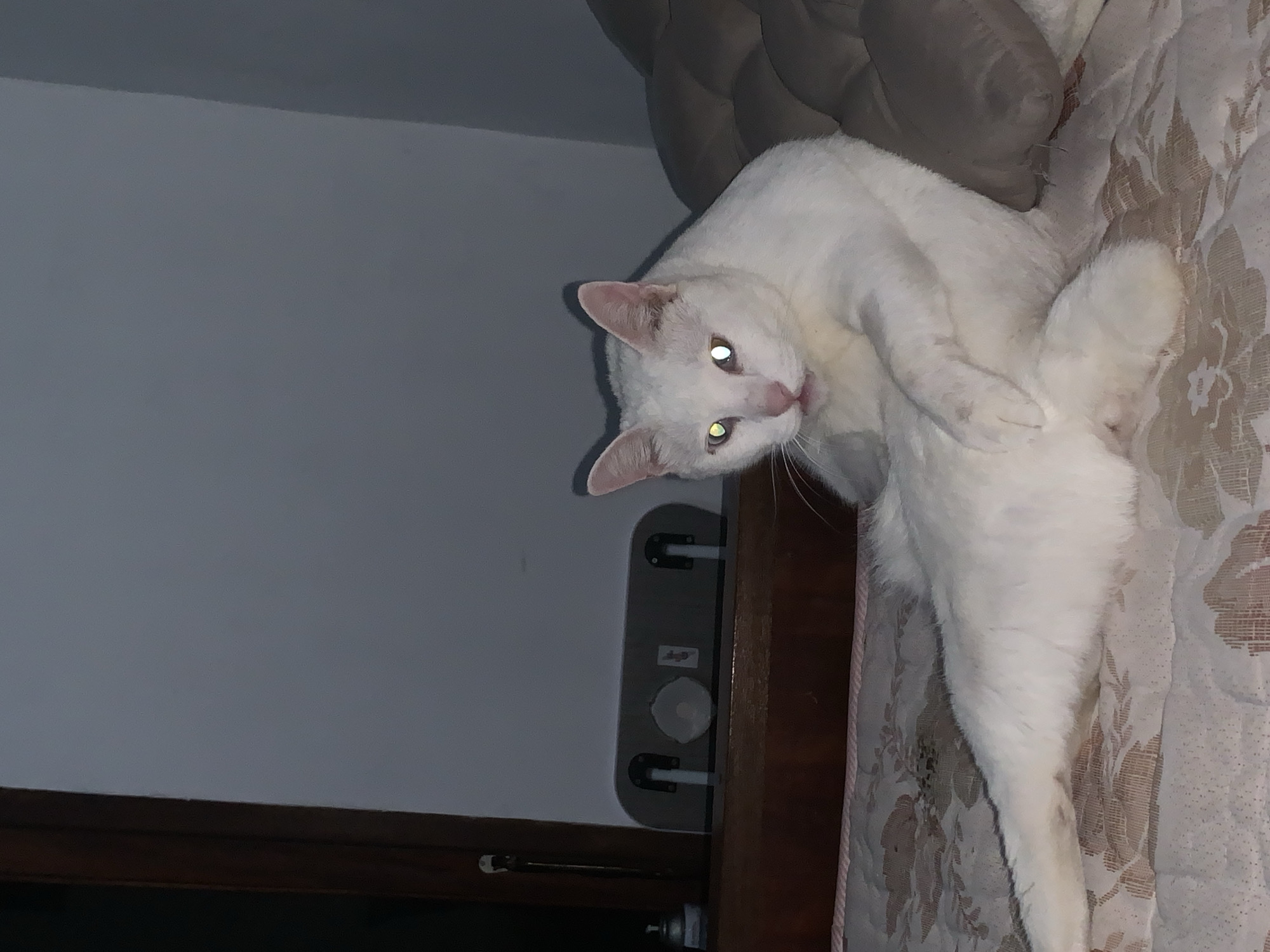 In Sukawati, Indonesia, a white cat with striking yellow eyes is comfortably perched on a bed. The cat is positioned in the center of the frame, with its body stretched out and its head turned towards the camera. Its posture suggests a relaxed and possibly inquisitive demeanor. The background is dimly lit, with hints of a wooden structure on the left, possibly part of a window frame, and a gray wall or ceiling. The bed is covered with a patterned fabric, and a dark, tufted pillow is visible to the right of the cat. The overall scene is intimate and domestic, capturing a candid moment of the feline in its natural habitat.
