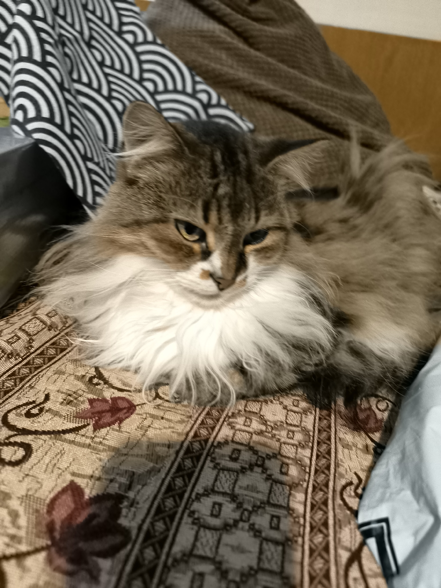 A medium shot captures a cat, its coat a mix of brown and white, lying on a patterned brown and beige fabric. The fabric has a repeating floral motif in a reddish hue. To the left of the cat, there is a black and white patterned material. A brown blanket is draped in the background. A section of a light blue material is visible on the bottom right. The location of the photo is not provided.