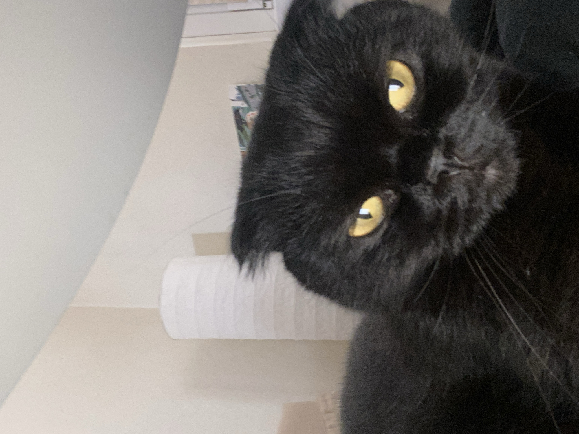 A close-up, low-angle, indoor shot shows a black Scottish Fold cat with bright yellow eyes. The cat is positioned in the foreground, filling most of the frame. Its ears are folded forward, characteristic of the breed. The background is blurred and consists of a textured, light-colored wall, a white cylindrical lamp, and what appears to be a framed picture or artwork on the wall. The lighting suggests an indoor environment, possibly a home. No specific location in a city is identifiable.