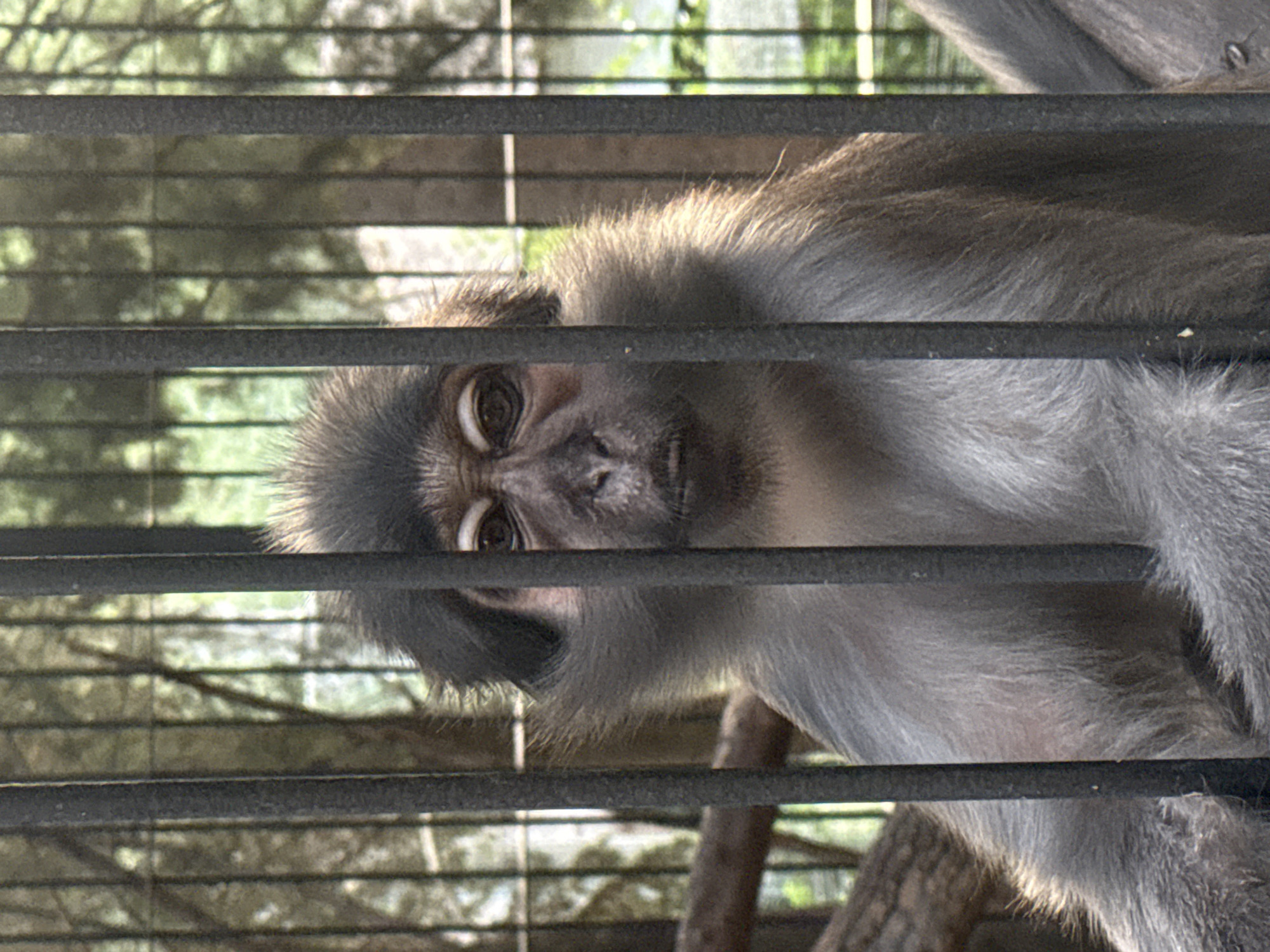 The image shows a close-up of a monkey behind black bars, likely in an enclosure. The monkey has dark hair on its head and lighter grey fur on its body. Its eyes are looking directly at the camera, and its mouth is slightly open. In the background, out of focus, are trees and greenery, suggesting an outdoor environment. The image is composed such that the bars of the enclosure are prominent in the foreground, obscuring parts of the monkey and its surroundings. There is no discernible information about the city of Yalta, Ukraine, in this image.