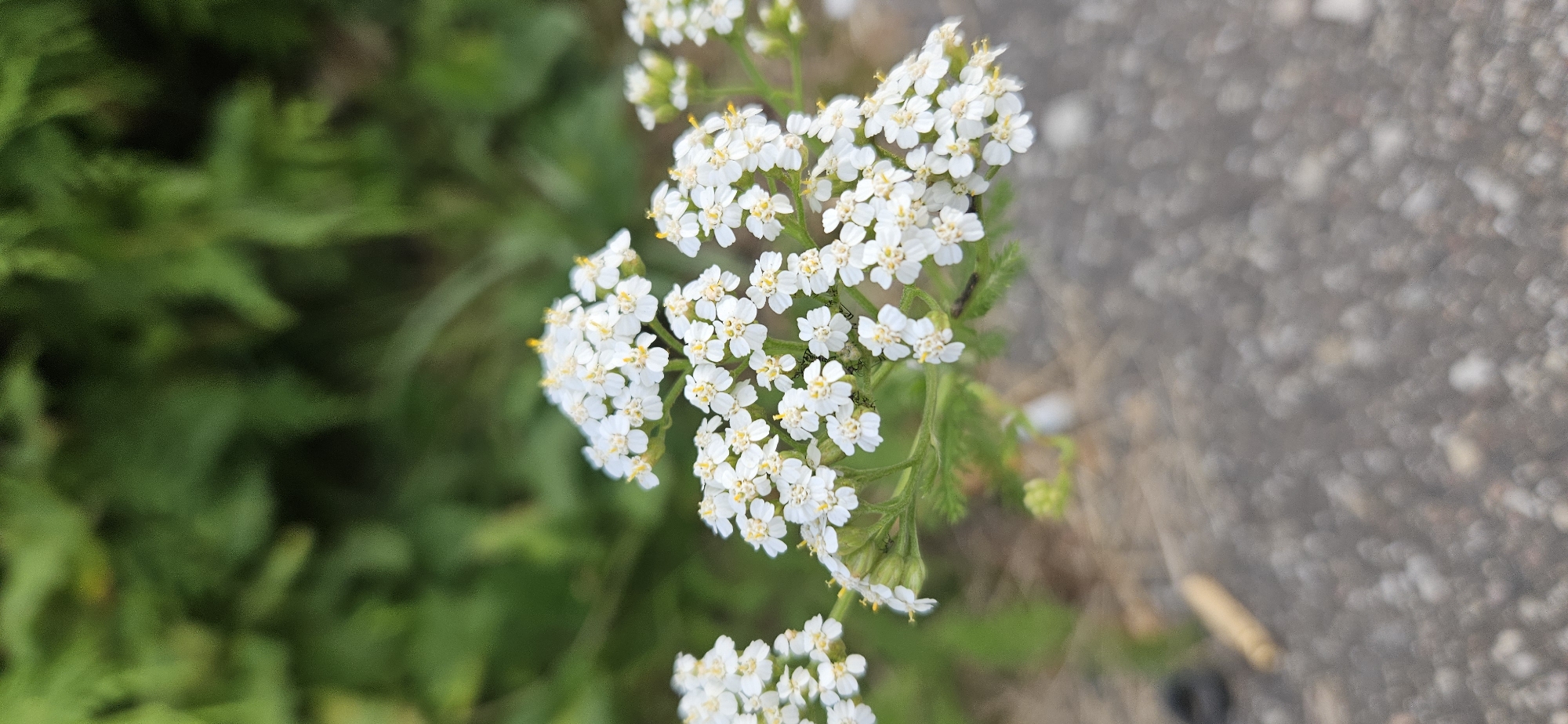 This is a close-up, vertical, eye-level, outdoor photograph of a cluster of small white flowers with yellow centers, resembling yarrow. The flowers are in focus, with their delicate petals and stamens clearly visible. They are arranged in a flat-topped cluster, with some individual flowerlets extending outwards. The background is a blur of green foliage, suggesting a natural setting. In the foreground, the textured surface of a grey asphalt path is visible, with a few small pebbles and a thin, light-colored cylindrical object, possibly a twig or a piece of debris. A dark, circular object, likely a small rubber ring, is also present on the left side of the path. The lighting appears to be natural daylight, with soft shadows. The scene does not provide specific details to pinpoint its location within the city of Vitsebsk, Belarus, beyond the general context of an outdoor area with vegetation and a path. There are no people, actions, or interactions depicted in the image.