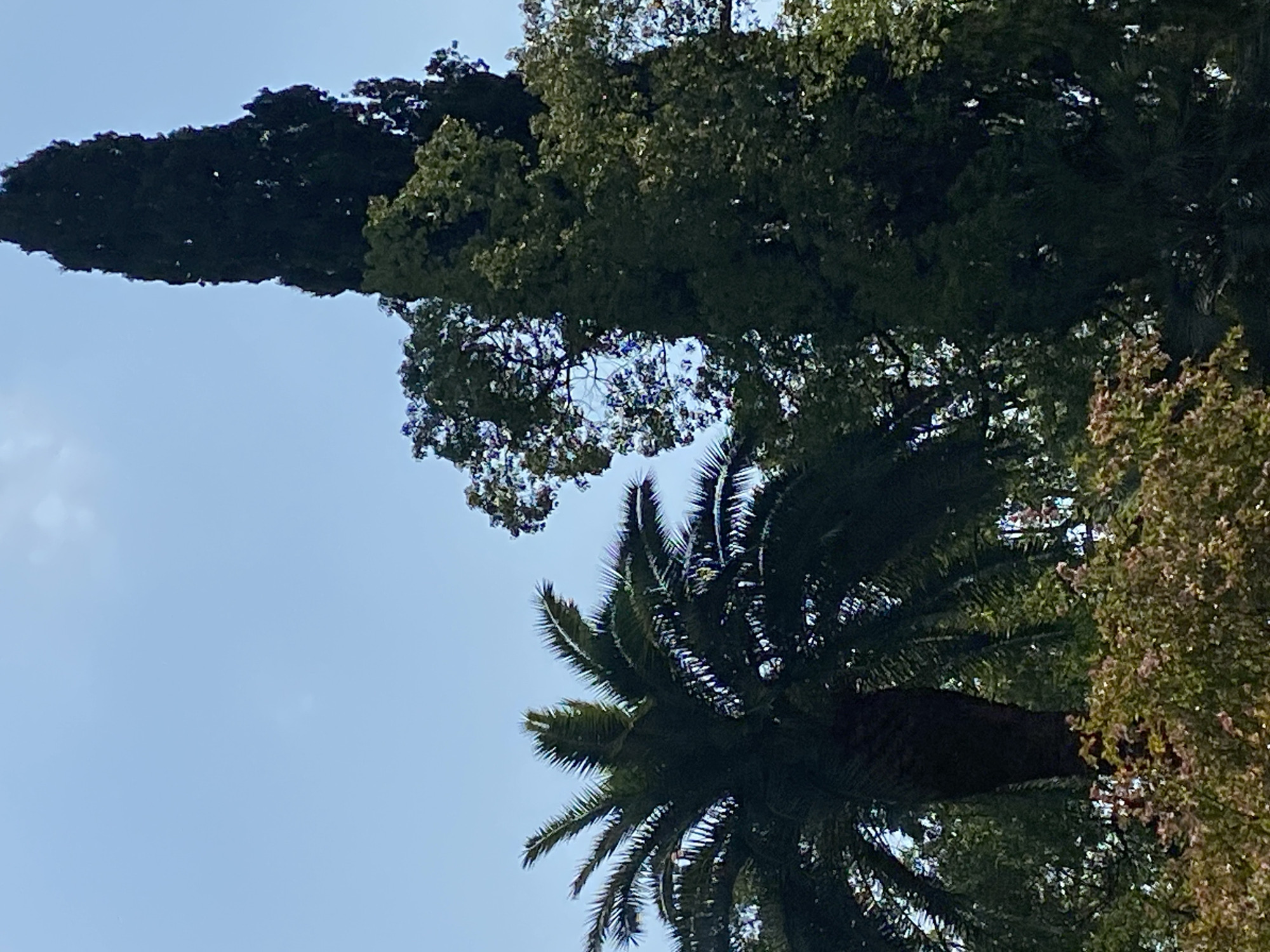 A low-angle medium shot captures a tall, dark green cypress tree dominating the right side of the frame, its dense foliage silhouetted against a pale blue sky. To its left, a palm tree with characteristic fronds is visible, its trunk thick and textured. The background is a hazy expanse of sky with a few faint, wispy clouds. In the foreground, a dense cluster of lower-lying vegetation, some with reddish-pink blossoms, fills the bottom of the image, creating a layered effect. The scene appears to be a park or garden in a city, possibly Sokhumi, Abkhazia, with a clear and bright daytime atmosphere. There are no people or animals visible in the image.