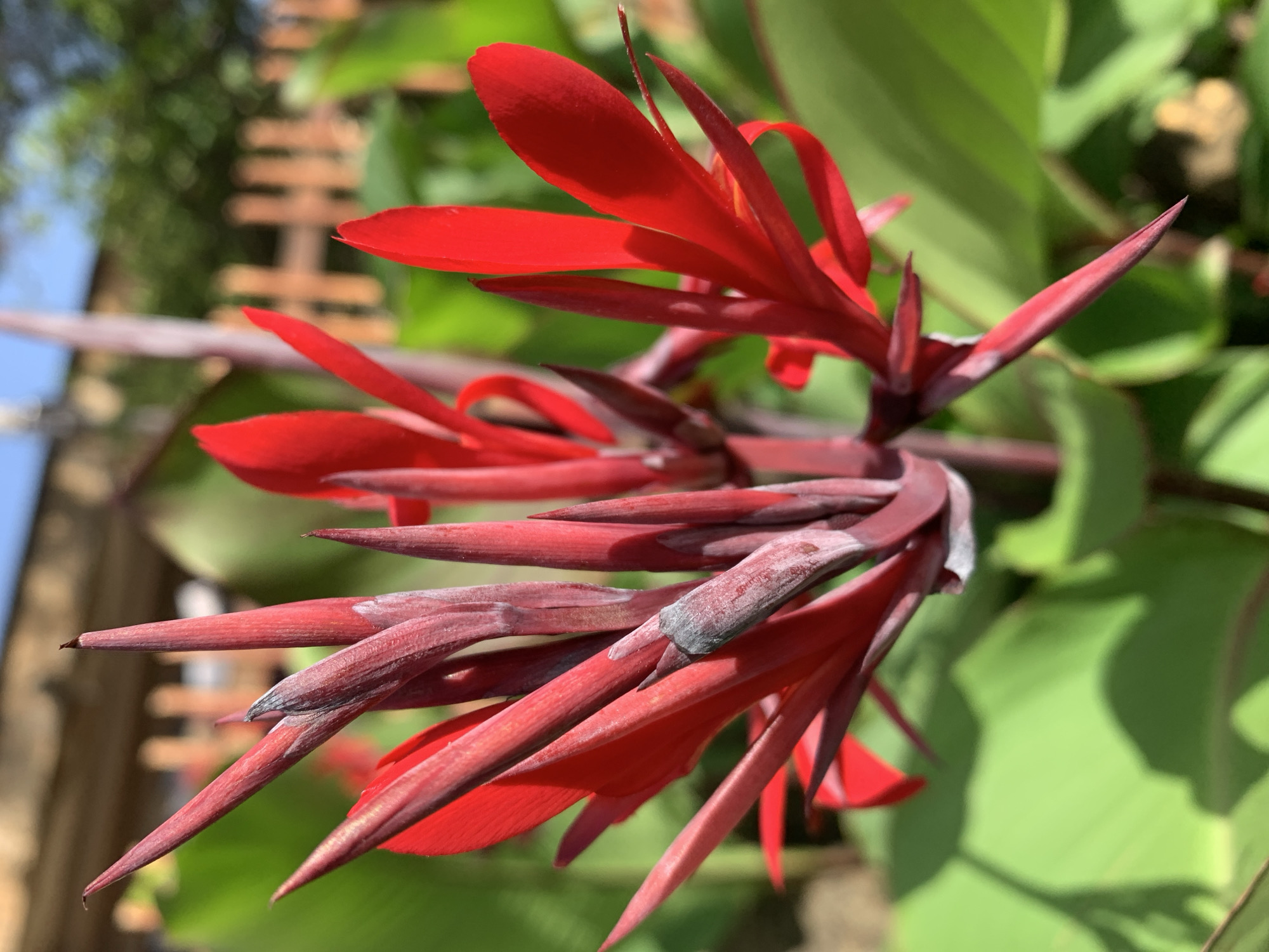 This outdoor close-up image features a prominent cluster of bright red flowers and numerous elongated, reddish-brown buds. The flowers display vivid red petals, some fully unfurled and others remaining tightly closed and pointed. The central stalk supporting the blooms is also a deep reddish-brown.
The background is softly blurred, showcasing lush, vibrant green foliage with dappled sunlight and shadows. To the far left, a patch of clear blue sky is visible, while on the right, an out-of-focus structure resembling a wooden fence or trellis with horizontal slats can be discerned. The strong, direct light on the flowers and the distinct shadows on the leaves indicate a bright, sunny daytime setting, likely mid-morning or early afternoon.
No specific activity or event is taking place; the image captures a still life of a flourishing plant. There is no visible text in the frame. The scene conveys an impression of a garden or natural outdoor environment.