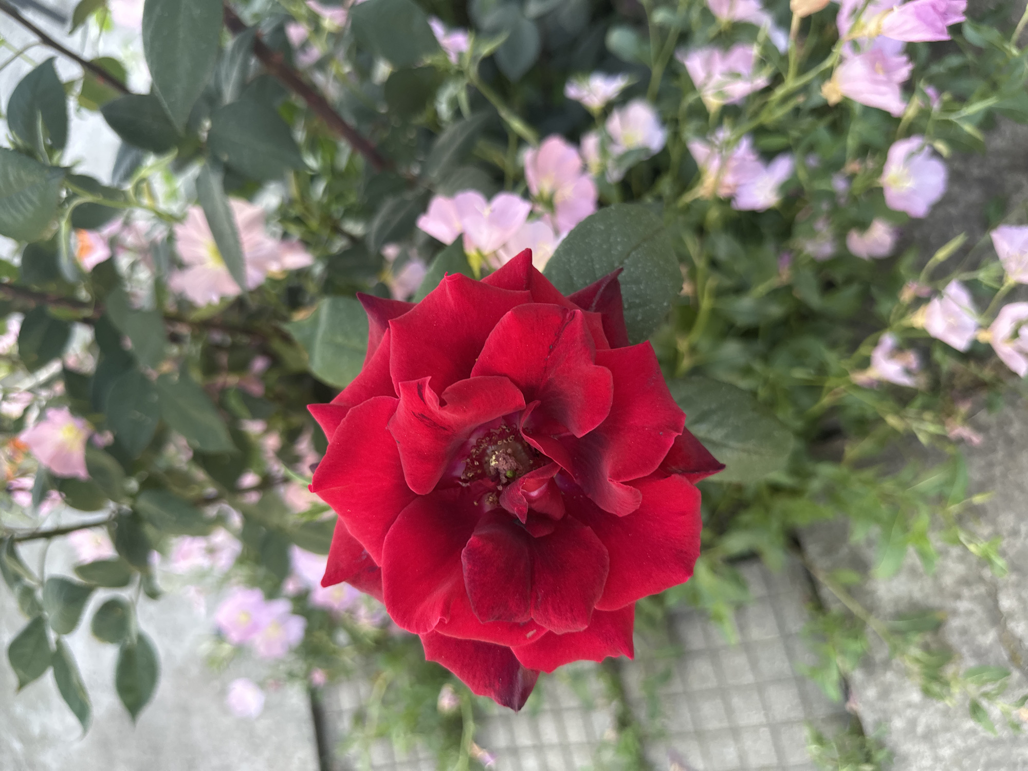 The image is a close-up, high-angle shot of a dark red rose in full bloom. The rose is the central focus, positioned slightly off-center towards the upper part of the frame. Its petals are layered and appear slightly velvety in texture. Behind the rose are other plants with green leaves, and some small, light pink flowers in the background. The ground is visible in the lower right corner, showing a greyish, patterned surface, possibly paving stones.
The location in the city of Lehchevo, Bulgaria cannot be identified from the image.