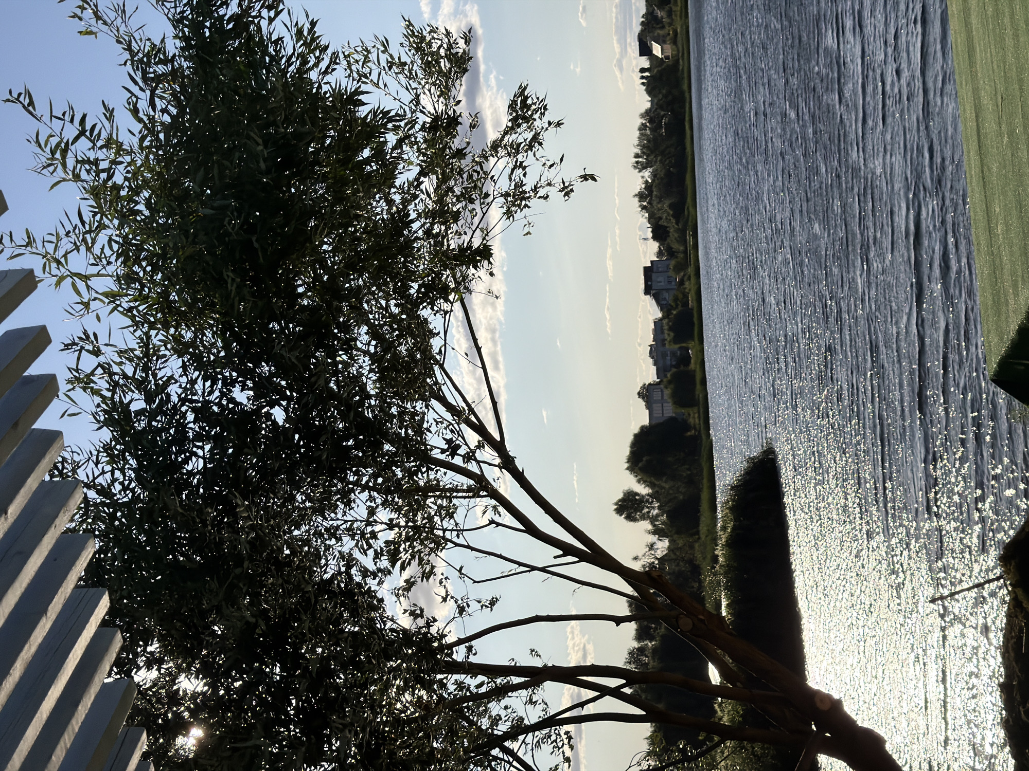 The image shows a view of a lake on a sunny day. A tree with dense foliage is in the foreground, with its branches extending over the water. The sun is shining brightly, creating a shimmering effect on the surface of the lake. In the background, there is a shoreline with trees and some buildings, suggesting a residential or recreational area. The sky is clear blue with a few scattered clouds. The overall impression is one of a peaceful natural setting, possibly a park or a lakefront area. The image was taken in the city of Otradnoye, Russia, where such natural landscapes are common.