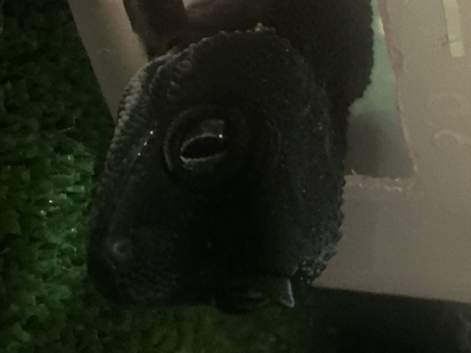 The scene, located in the city of Moscow, Russia, depicts a dark-colored reptile, identified as a gecko, partially visible within what appears to be an enclosure. The reptile's head and upper body are presented in a close-up, facing slightly to the right of the frame's center. It possesses dark, finely textured scales and a prominent, dark eye with a distinct vertical-slit pupil, reflecting a small light source. Small, horn-like protrusions are visible above the reptile's eye. The reptile's coloration is uniformly very dark grey to black, contrasting minimally with the dim lighting. It is positioned on a dark green substrate, exhibiting a texture consistent with artificial turf or a dense, short pile carpet. Emerging from a light-beige or off-white structure, possibly a hide or a section of the enclosure wall, the reptile's body is mostly obscured by the structure's dark interior. No other subjects or active interactions are discernible.
