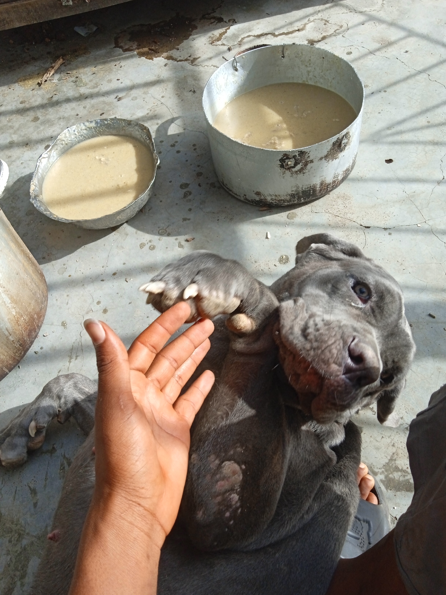 A gray puppy lying on a light gray concrete surface is interacting with a human hand. To the left of the dog are two metal bowls and a metal container, all containing a light brown liquid, presumably food or water. The concrete surface appears to be a floor or a paved area outdoors. There's another metal container next to the bowls. Part of the person's clothing is visible on the bottom right. The setting is likely in the city of Jos, Nigeria, based on the data provided.