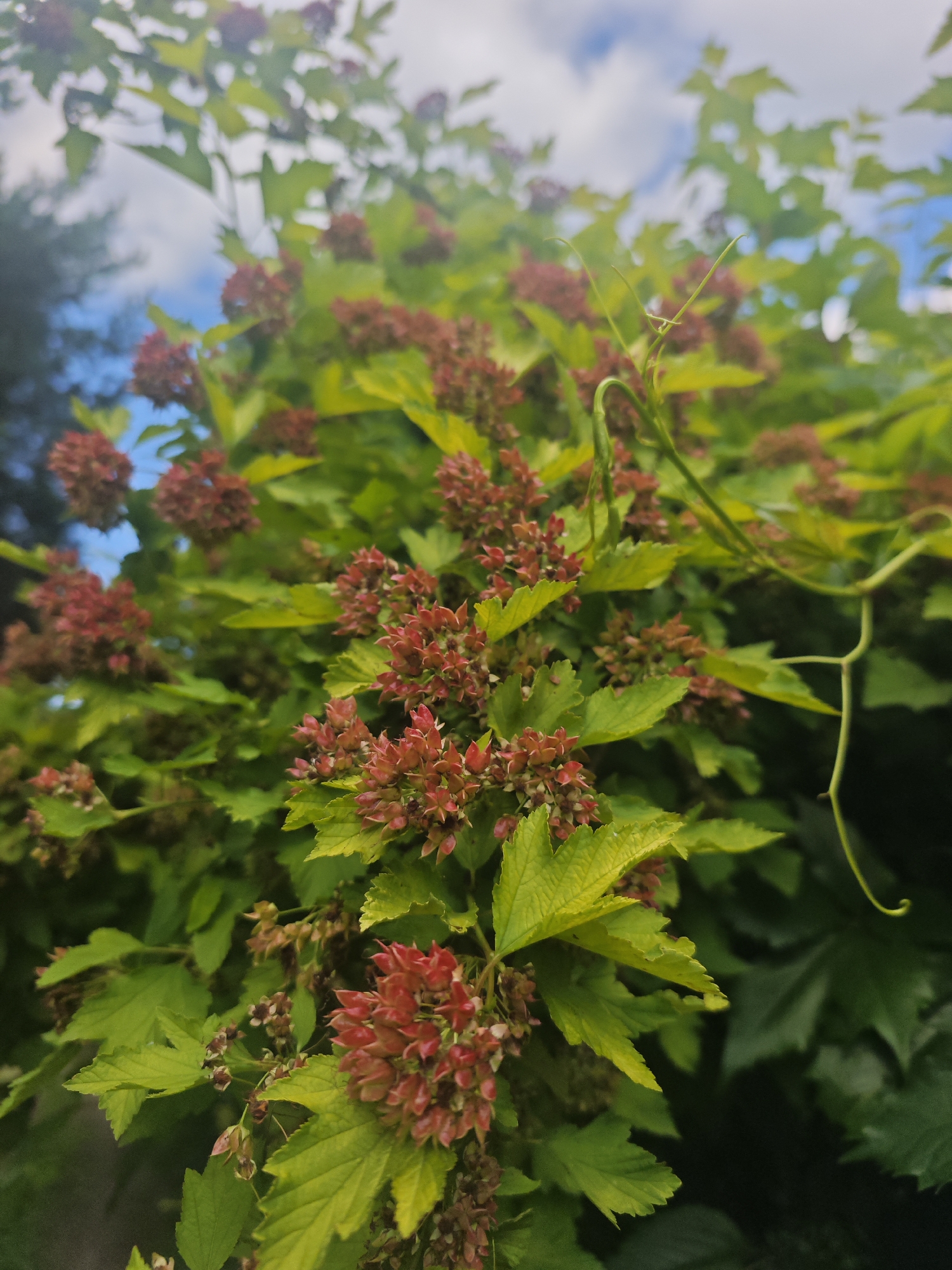 This media file features a close-up, eye-level shot of a plant with vibrant green leaves and clusters of small, reddish-pink flower buds. The plant appears to be outdoors, with a background of soft green foliage and a slightly blurred blue sky with white clouds, suggesting it's daytime. A thin, green vine with a delicate curl is visible extending from the upper right portion of the frame, intertwined with the plant's branches. The lighting suggests it could be a bright, possibly sunny day. The image focuses on the natural beauty of the plant's textures and colors. There is no text visible in the image. The location context provided is Khlevino, Russia.