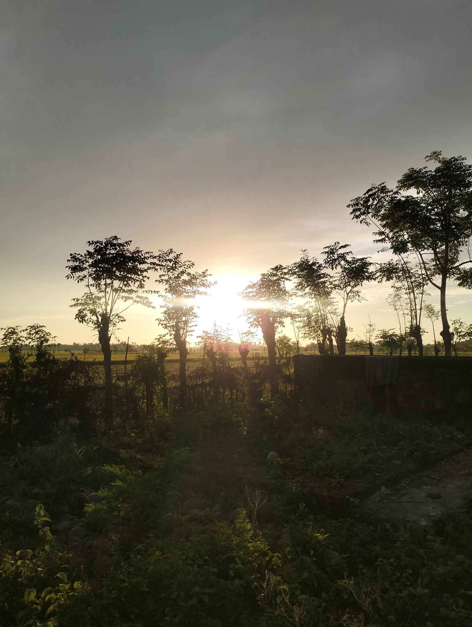 The image depicts a rural scene in Kulam, Indonesia at sunset. Silhouetted trees line a short concrete wall. Vegetation and undergrowth fill the foreground. The setting sun is visible between the trees, casting a bright light with lens flare. The sky is overcast with grey clouds. There are no people visible in the image.