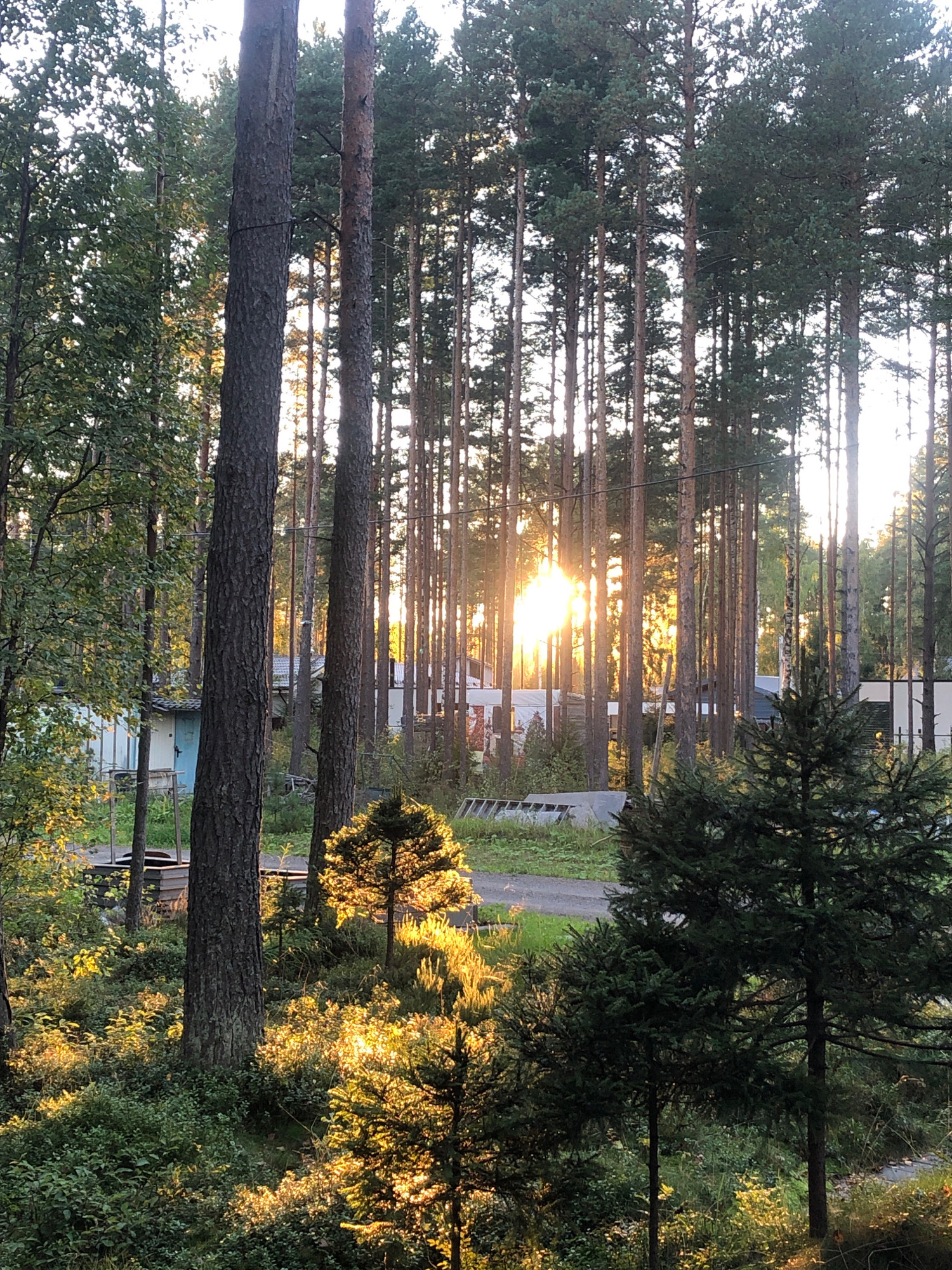 The image depicts a forest scene with tall trees, likely pine, illuminated by the setting sun filtering through the branches. The light creates a warm, golden glow on the forest floor, which is covered in lush green undergrowth and small bushes. In the background, a few buildings, possibly small cabins or structures, are visible amongst the trees. A dirt road or path winds through the scene. There are no people visible in the image. The location is stated as the city of Arfa, Russia, though the visual elements are typical of many forested areas. The overall impression is one of a peaceful, natural setting bathed in the warm light of sunset.