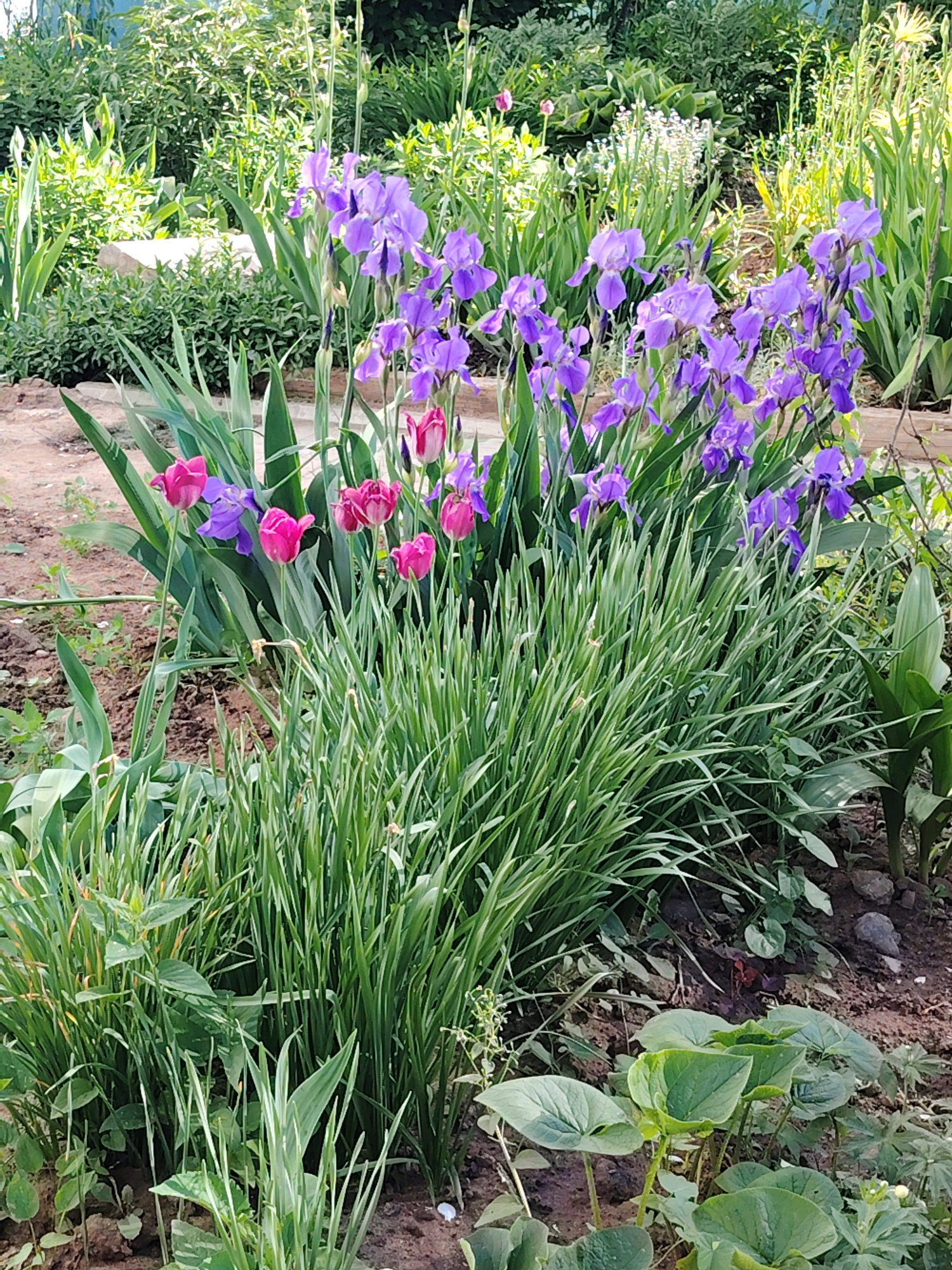 The image shows a flower garden in Chaikovsky, Russia. Purple irises and pink tulips are blooming. Other green plants fill the area. The ground is brown dirt. The background shows more greenery.
