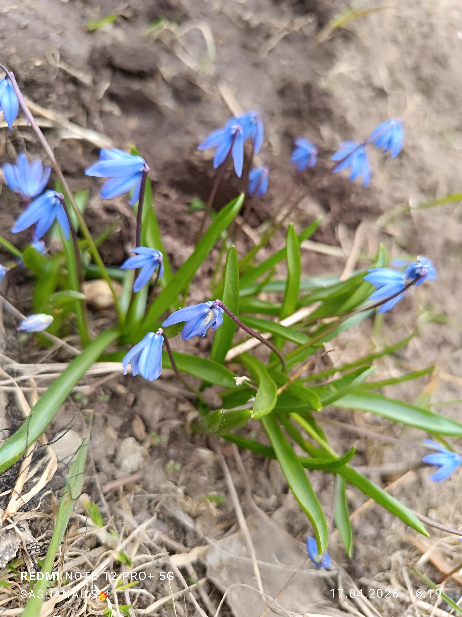 The image captures a close-up view of a cluster of small, vibrant blue flowers, likely Siberian squill (Scilla siberica), blooming in early spring. The flowers feature delicate, bell-shaped petals and are supported by slender, purplish-brown stems. They are surrounded by their characteristic narrow, bright green leaves, which are emerging from the ground.
The setting is a patch of mostly bare, dark brown earth, suggesting a garden or natural area early in the growing season. Scattered among the flowers and leaves are remnants of dried grass, small twigs, and other organic debris on the soil. Some areas of the ground appear slightly damp.
The activity depicted is the natural blooming of these early spring flowers, signaling the arrival of spring and the renewal of plant life after winter. The focus is on the beauty and resilience of these first blossoms.
Notable details include a timestamp "17.04.2026 16:19" in the bottom right corner, indicating the photo was taken on April 17, 2026, in the late afternoon. This date is consistent with the early spring bloom of such flowers in regions like Chaikovsky, Russia, which is provided as the location context. In the bottom left corner, there are watermarks "REDMI NOTE 12 PRO+ 5G" indicating the camera used, and "SASHANAILS," likely a photographer's or user's handle. The lighting suggests it was taken on an overcast or subtly bright day, highlighting the blue color of the flowers against the earthy tones.
