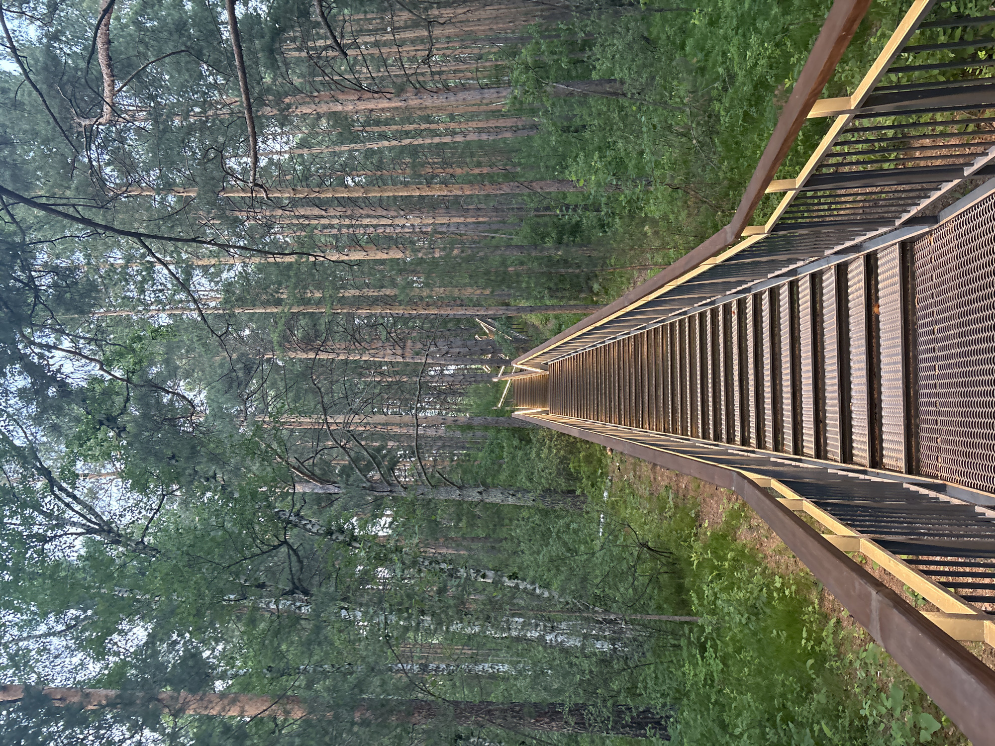 The image depicts a metal staircase with a wooden handrail ascending through a dense forest of pine and birch trees. The stairs are illuminated by embedded lights. The ground beside the stairs is covered in green foliage. This staircase is located at the Stolby Nature Reserve in Krasnoyarsk, Russia, likely leading to an observation point. No people are visible in the frame. The overall scene conveys a sense of nature and recreation.
