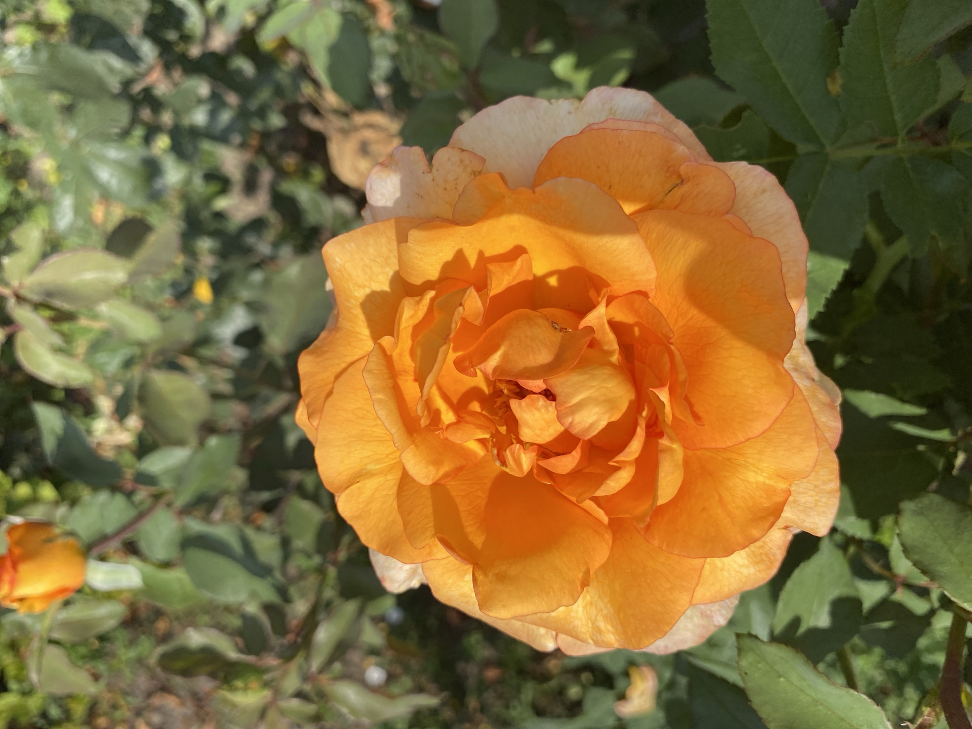 The image depicts a close-up view of an orange rose in bloom, positioned centrally. The rose has numerous layered petals, predominantly in vibrant orange hues, with some outer petals exhibiting a lighter, almost cream color tinged with pink. The lighting suggests a sunny day, casting shadows on the petals and highlighting their texture.
Surrounding the rose is foliage, characterized by green leaves, some of which are in sharp focus while others are blurred, indicating a shallow depth of field. In the background, another rosebud or partially opened rose, with a similar orange-yellow coloration, is visible and out of focus. The overall environment appears to be a garden or park setting.
The image does not contain any people, actions, or interactions. The location provided, Ventsy, Russia, is a detail external to the visual content of the image itself.