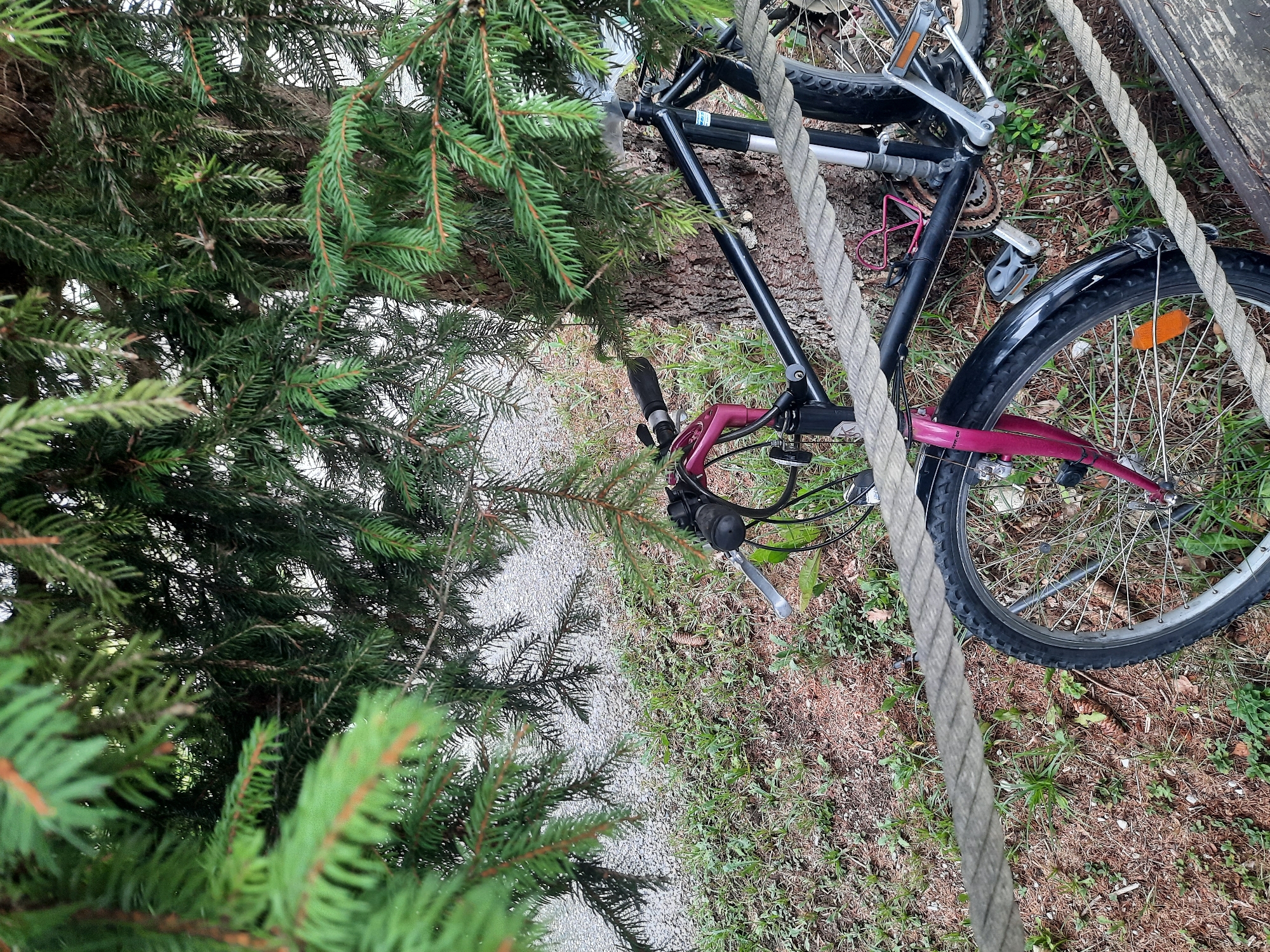 A black bicycle with pink accents is parked under a large spruce tree near a gravel path. The bicycle has a front suspension fork, a rear fender, and a water bottle cage. A thick, textured rope is stretched horizontally across the foreground of the image, partially obscuring the lower half of the bicycle and the ground. The ground is covered with pine needles, grass, and small plants. The background shows the gravel path and more trees. The scene appears to be an outdoor area, possibly a park or a roadside. The location is identified as Peißenberg, Germany. There are no people visible in the image.
