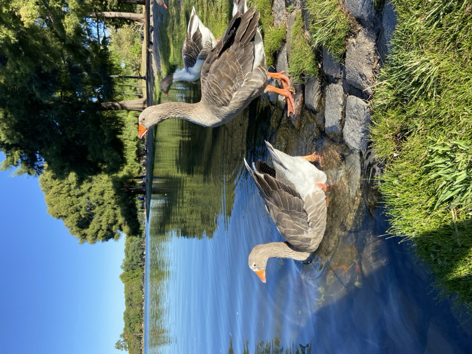 Three geese gather at the edge of a lake. One stands with its feet in the water on the rocky bank, neck stretched forward. Another goose is partially submerged in the water, head down as if feeding. A third goose is in the background, standing on the grassy bank. Lush green grass borders the lake's edge, with trees in the distance. A clear blue sky is visible. The lake's surface reflects the trees and sky, creating a mirror-like effect.