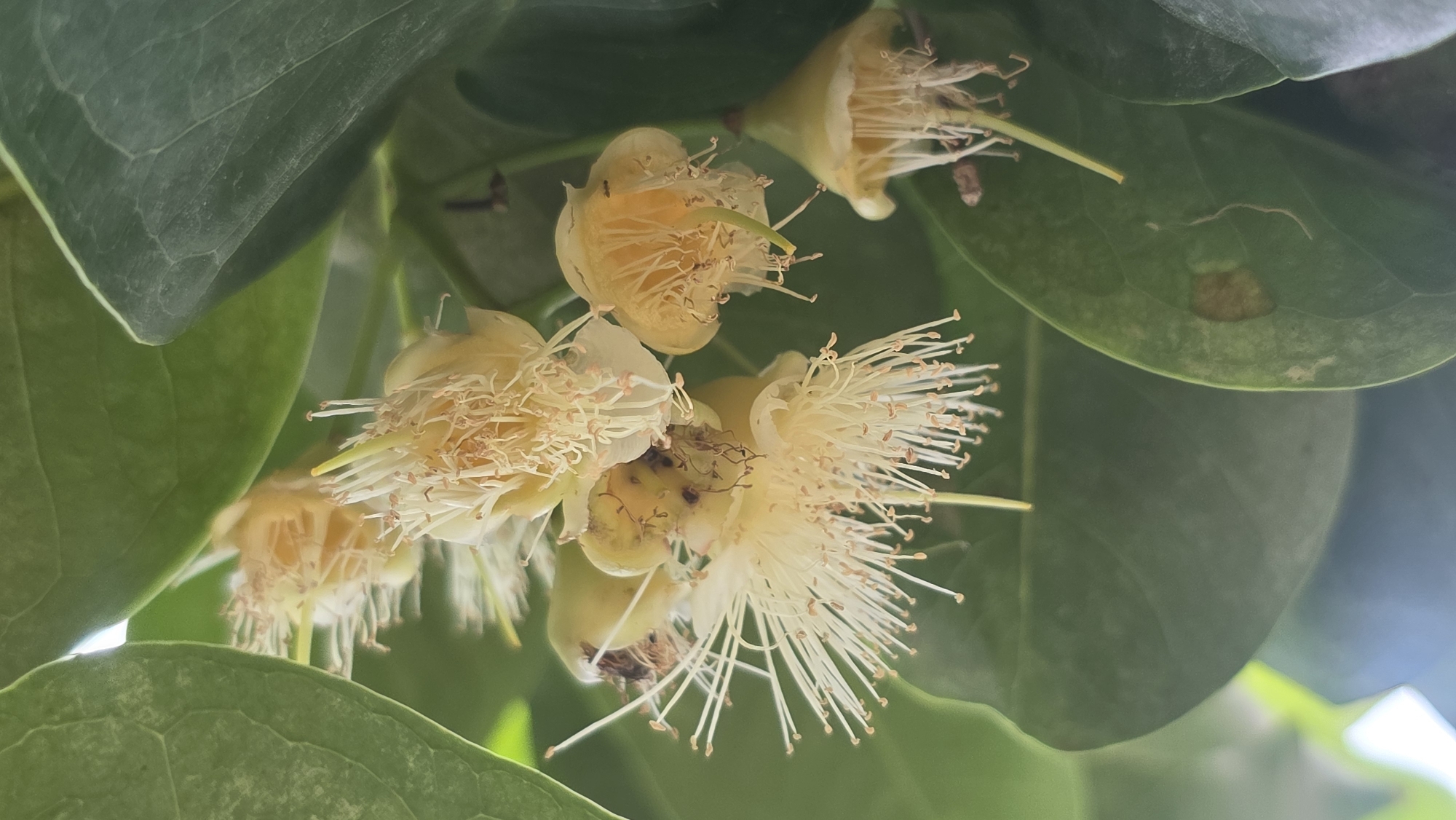 The image shows a cluster of flowers, specifically Water Apple (Syzygium aqueum) blossoms, in Lhokseumawe, Indonesia. The flowers are predominantly light yellow with numerous prominent stamens that are longer and stand out from the blooms. The blooms are interspersed with large, glossy green leaves that have visible veins. One leaf has a brown, circular patch indicating possible damage or disease. The flowers are in various stages of bloom.