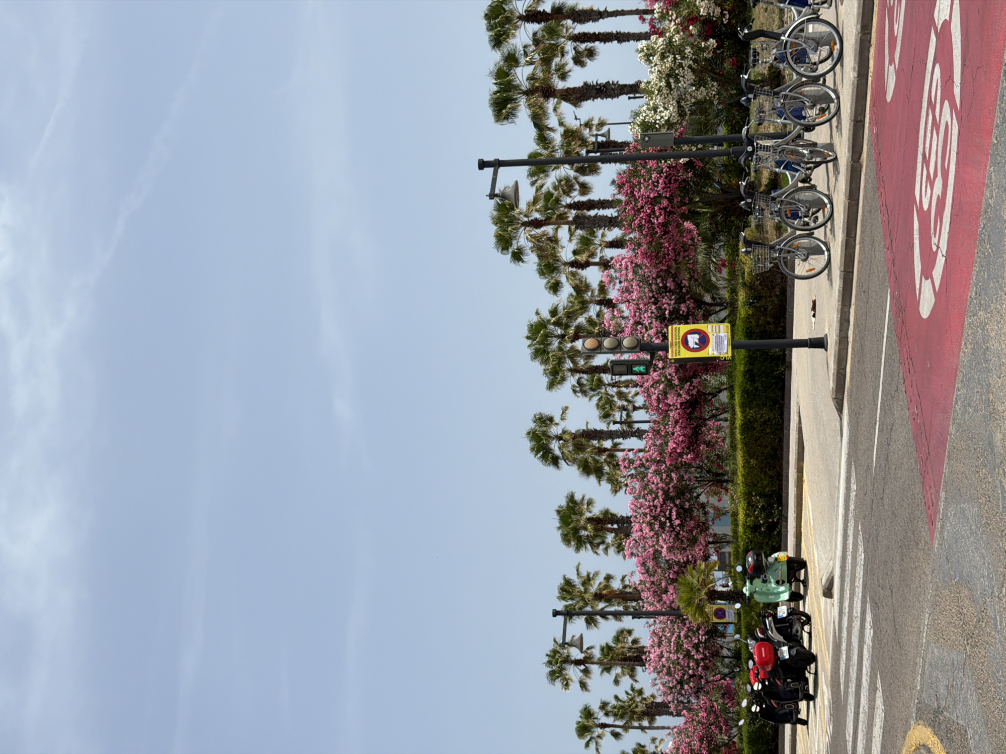 This is a photograph of a street scene in a city with palm trees and flowering bushes under a clear blue sky. In the foreground, there is a crosswalk with red markings. On the right side of the crosswalk, several bicycles are parked. To the left of the crosswalk, there are several parked scooters. Behind the scooters and bicycles is a line of palm trees and vibrant pink and white flowering bushes. A traffic light is visible in the distance, and street lamps are also present along the sidewalk. The overall impression is a sunny day in a pleasant urban environment.