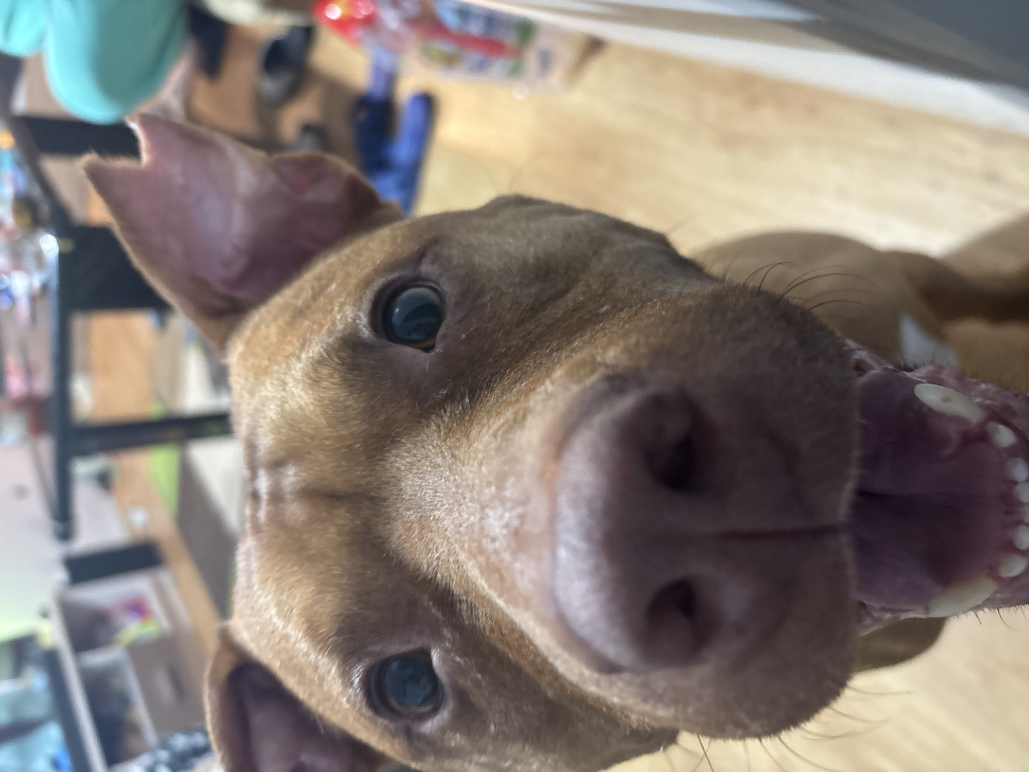A close-up, indoor photograph features a light-brown dog, likely a Vizsla or similar breed, with a large nose dominating the frame. The dog is looking directly at the camera with its tongue sticking out, revealing its teeth. The background is blurry, but there's a kitchen counter and a light-colored wooden floor visible. The location is not discernible from the image.