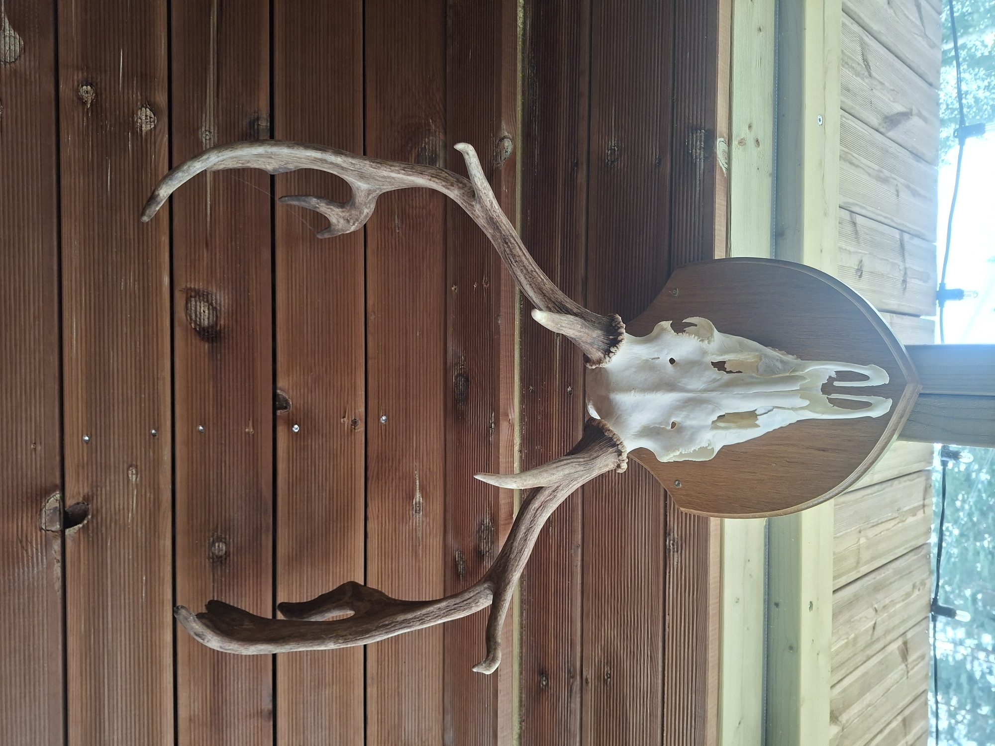 A mounted deer skull with antlers is displayed against a backdrop of horizontal wooden planks. The skull is bleached white, and the antlers are a light brown with visible tines. The wooden planks are stained a dark brown. Below the mounted skull, lighter colored wooden planks are visible, and further down, blurred green foliage and string lights can be seen, suggesting an outdoor or covered outdoor setting. The specific location is identified as Karčiupis, Lithuania. There are no people or actions depicted in the image.