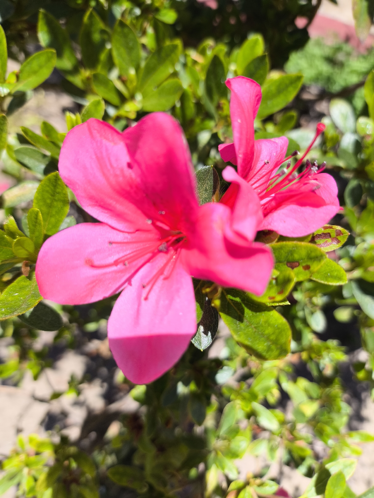 A high-angle, close-up shot shows two hot pink azalea flowers in bloom against a background of bright green foliage. The flowers are the primary subject, with the larger flower on the left fully open and displaying prominent stamens. The second flower is slightly behind and to the right, partially obscured. The leaves of the surrounding plant are small, glossy, and a vivid green. Sunlight creates highlights and shadows on the petals and foliage, adding depth and contrast to the scene. The overall setting appears to be a garden or natural environment. Location unknown, possibly Da Lat, Vietnam.