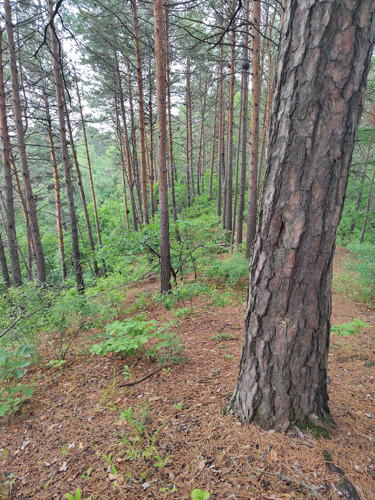 The image depicts a dense pine forest with a prominent, thick pine tree in the foreground to the right. The forest floor is covered with fallen pine needles and some sparse green vegetation. Beyond the foreground tree, a path or clearing is visible winding into the distance, flanked by more pine trees of varying sizes. The overall impression is of a natural, undeveloped woodland area. The location is specified as Mukhinka, Russia. There are no people or animals visible in the image. The lighting suggests an overcast day.