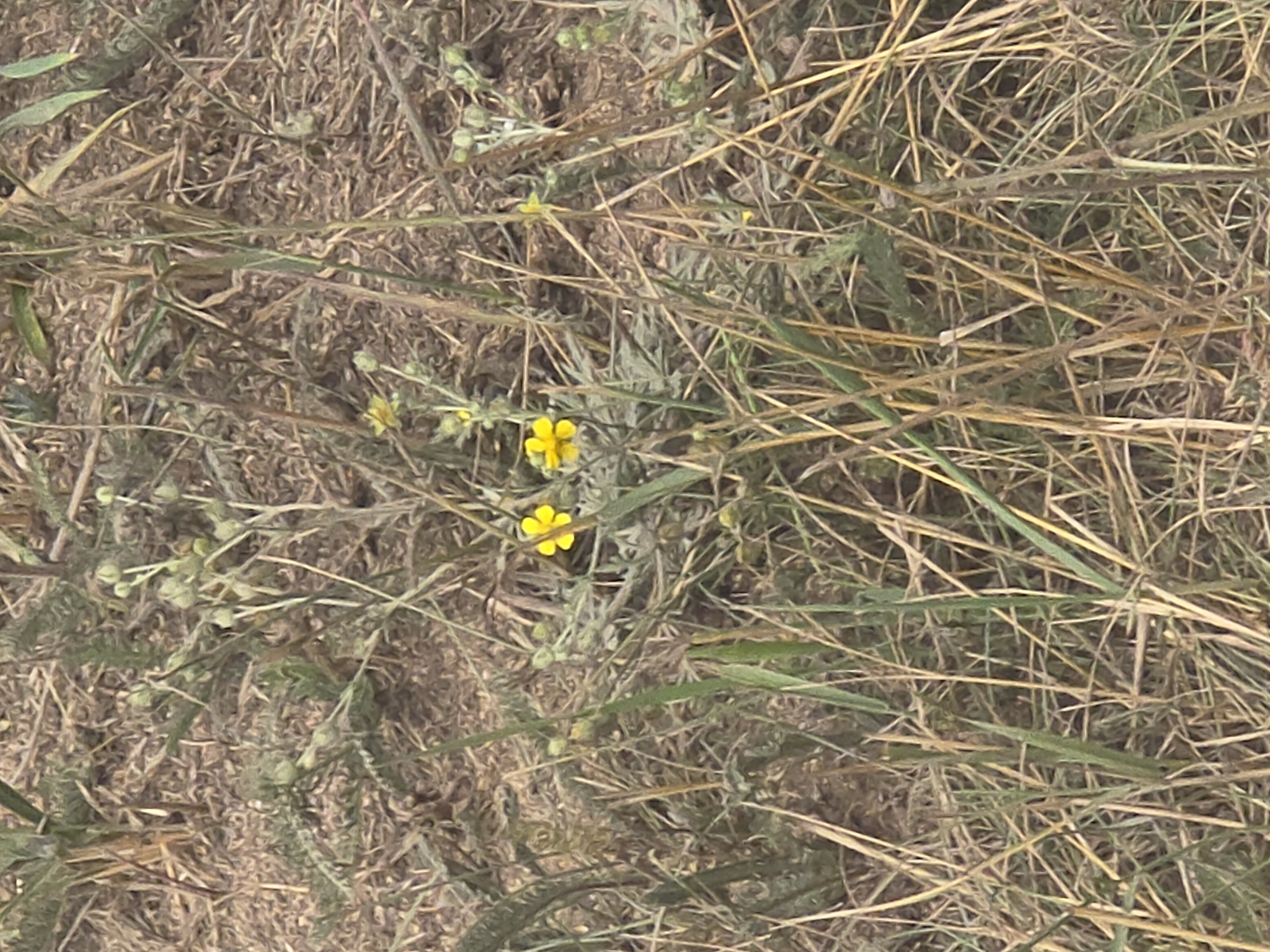 In Maksimiha, Russia, a close-up shot captures a patch of dry, grassy terrain with a few small yellow flowers in bloom. The ground is covered in dried grass and fallen leaves, with some green vegetation interspersed. The yellow flowers, with their delicate petals, stand out against the muted tones of the landscape. The image appears to be taken during the daytime, with soft lighting illuminating the scene. There are no people or animals visible in the frame.