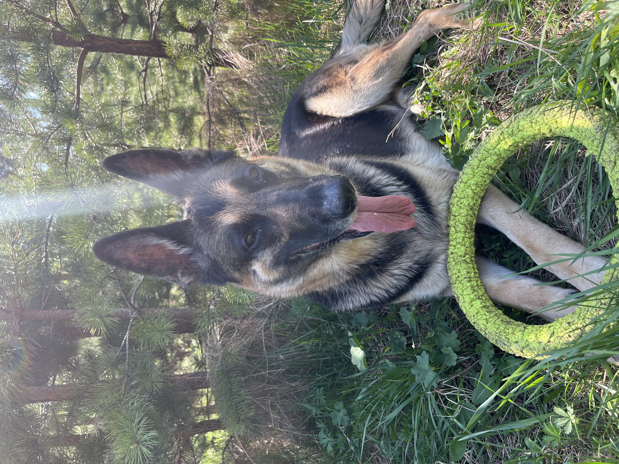 A German Shepherd dog lies on green grass outdoors, panting with its tongue extended. A textured, light green ring-shaped toy rests near the dog's front legs. Tree trunks and foliage, particularly pine needles, are visible in the background. The lighting suggests a sunny day. There is no evidence to place this image at the specific location, Nizhny Tagil, Russia.