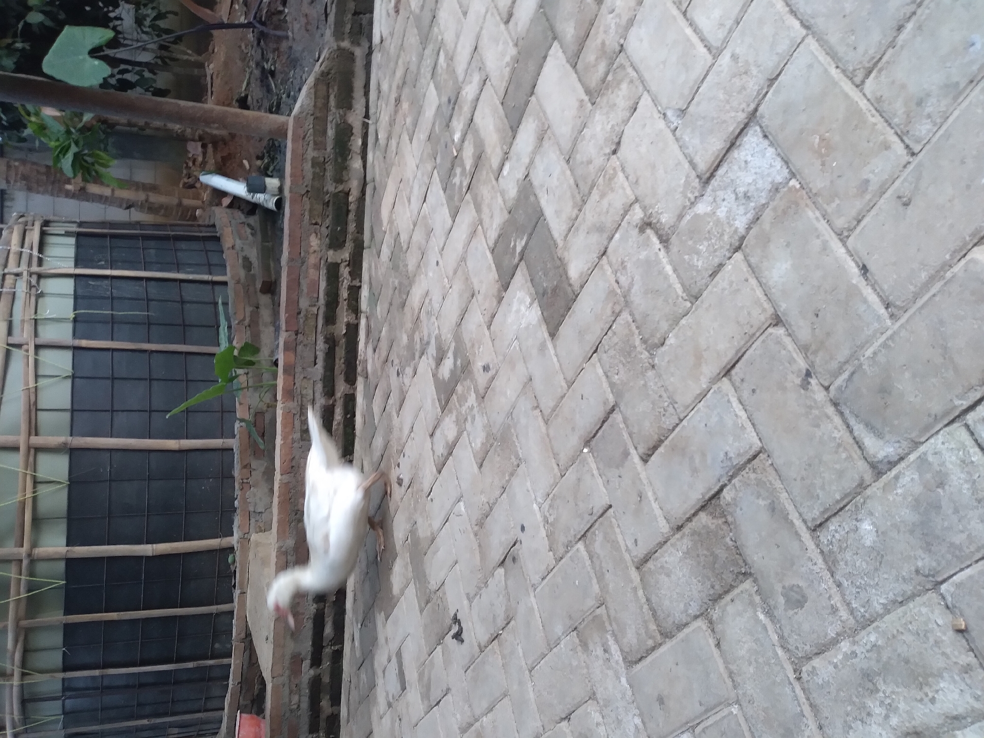 A white duck walks across a brick-paved courtyard in Pandak, Indonesia. The duck is in motion, with its wings extended slightly. In the background, a large, cylindrical water tank stands next to a brick wall and a tree. The courtyard is made of interlocking rectangular bricks laid in a herringbone pattern. The scene appears to be outdoors, with natural light illuminating the area.