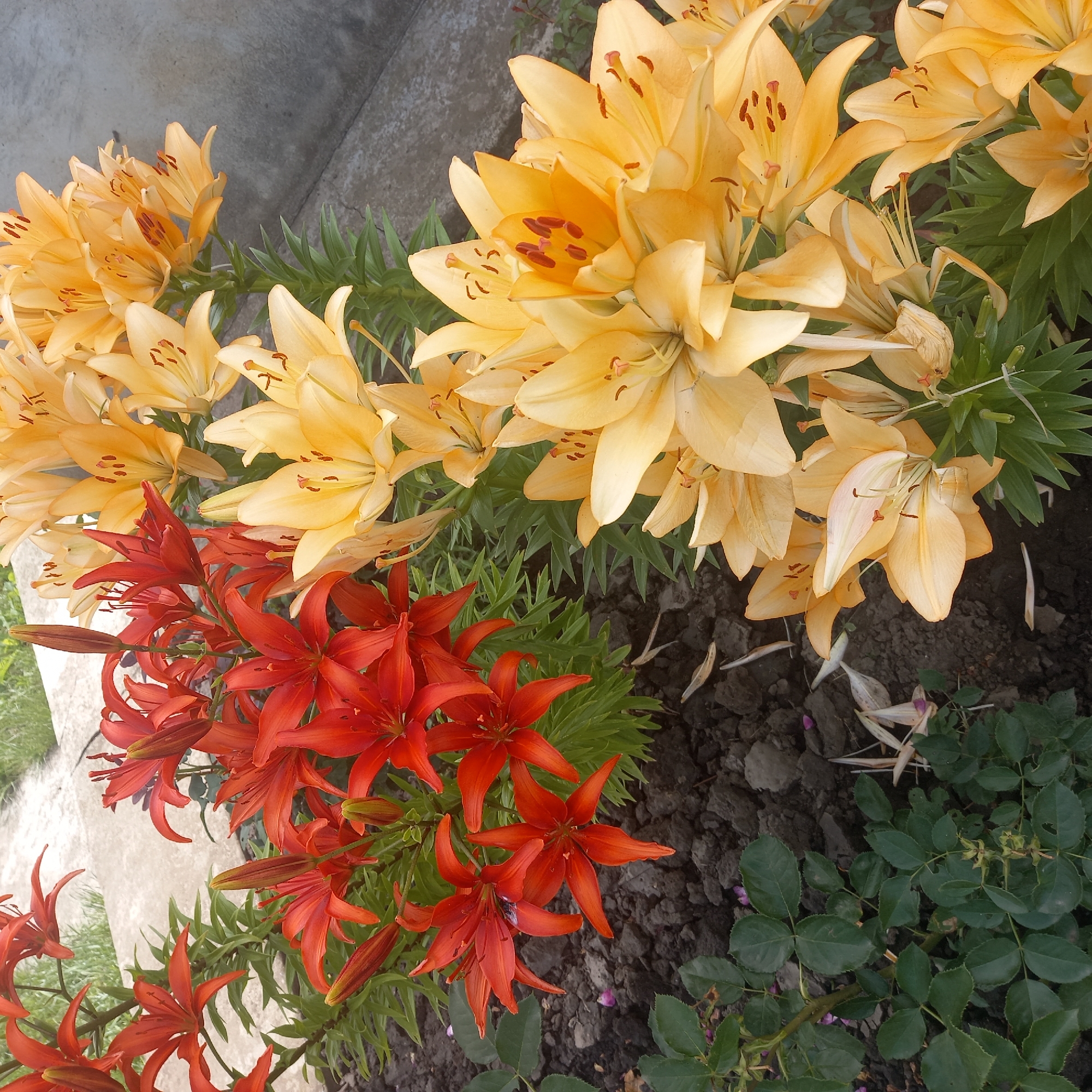 A close-up, top-down, eye-level shot captures a vibrant flowerbed containing two distinct types of lilies in Cepeleuți, Moldova. On the left, a cluster of red lilies with pointed, reflexed petals and prominent stamens commands attention. These flowers are interspersed with dark green foliage and a dark, loamy soil bed, upon which scattered fallen petals and dried plant debris are visible. To the right, a dense collection of yellow lilies with fuller, more open blooms and distinct dark orange stamens fills the frame. These lilies also feature dark green leaves, and their stalks are visible against a textured, light gray concrete surface. The concrete appears to be a pathway or border, with a slight slope leading upwards and to the right. The overall impression is one of a well-maintained garden, showcasing the contrasting colors and forms of the blooming lilies.