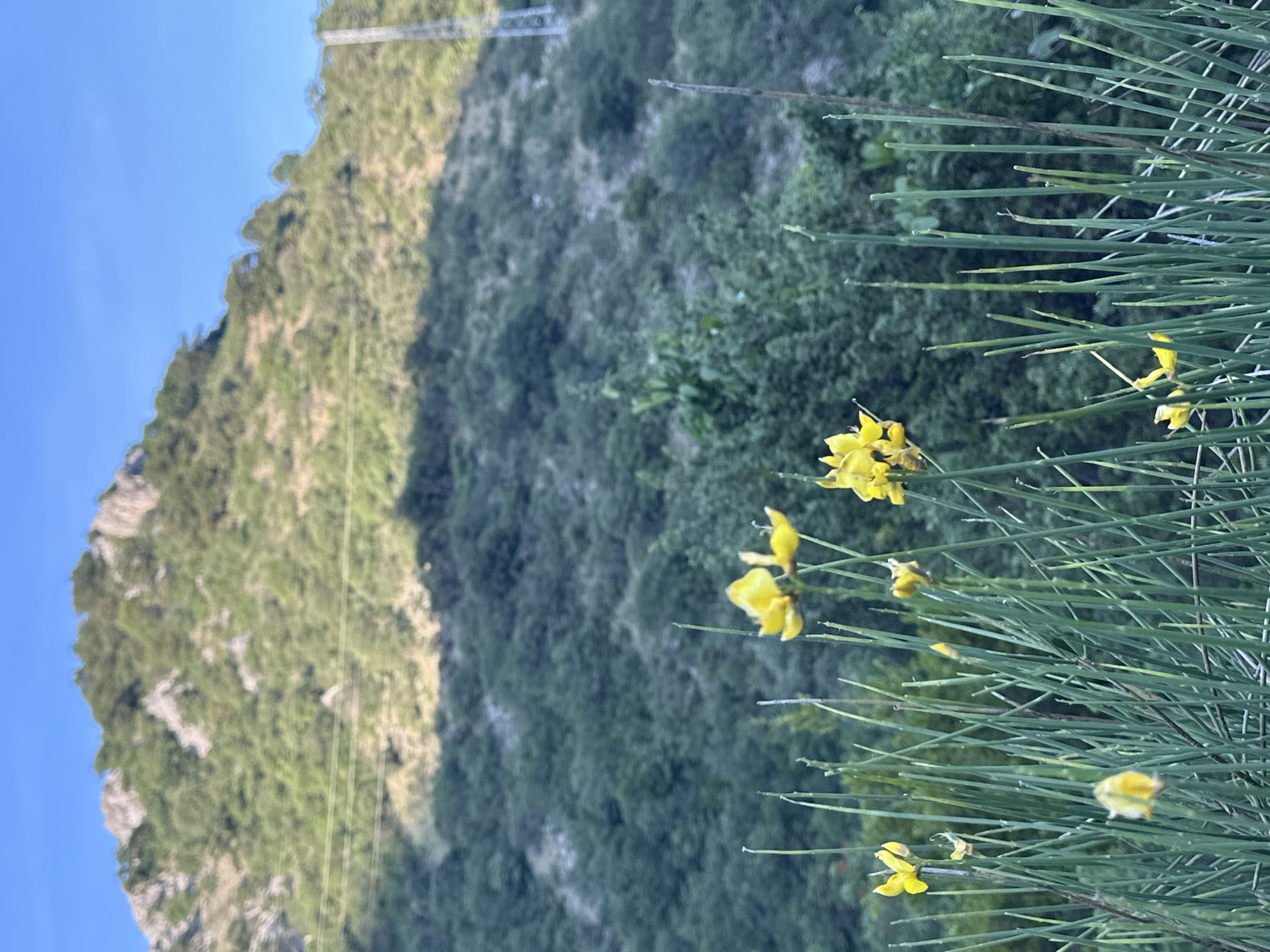 The image captures a vibrant natural landscape, presented in a landscape orientation with the sky on the left side. In the immediate foreground, dominating the right portion of the frame, is a dense growth of a plant, likely a broom species, characterized by numerous thin, erect green stems. Scattered among these stems are small, bright yellow flowers, some fully open and others appearing as buds.
Beyond the foreground flora, a large, steep mountain or hill fills the central and left-hand background. This mountain is richly covered with diverse green vegetation, including trees and shrubs, creating a textured appearance. Patches of lighter green and some rocky outcrops are visible, suggesting variations in the terrain and light. Thin power lines or utility cables can be subtly seen stretching diagonally across the mid-section of the mountain.
The far-left edge of the image shows a clear, light blue sky, indicating good weather conditions. The lighting suggests it is daytime, possibly early morning or late afternoon, given the gentle illumination on the flowers and the interplay of light and shadow on the mountain's surface. The scene is static, depicting no human activity, and no visible text is present. This natural setting is located in Zupci, Montenegro.