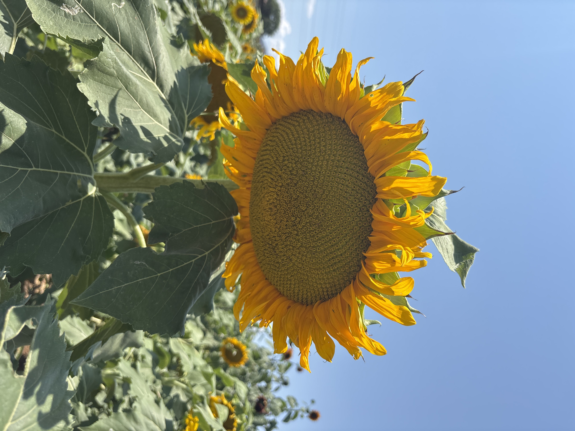 A close-up, low-angle, vertical outdoor photograph captures a large sunflower in a field under a clear blue sky. The sunflower's head is dominant in the frame, displaying bright yellow petals and a textured center filled with seeds. Large green leaves from the sunflower and surrounding plants fill the lower portion of the image. The background shows a blurred expanse of more sunflowers and green foliage, suggesting a sunny day in a sunflower field. The scene is likely located in Dewey-Humboldt, Arizona, United States of America, a region known for its agricultural landscapes, including fields of sunflowers during the summer months.