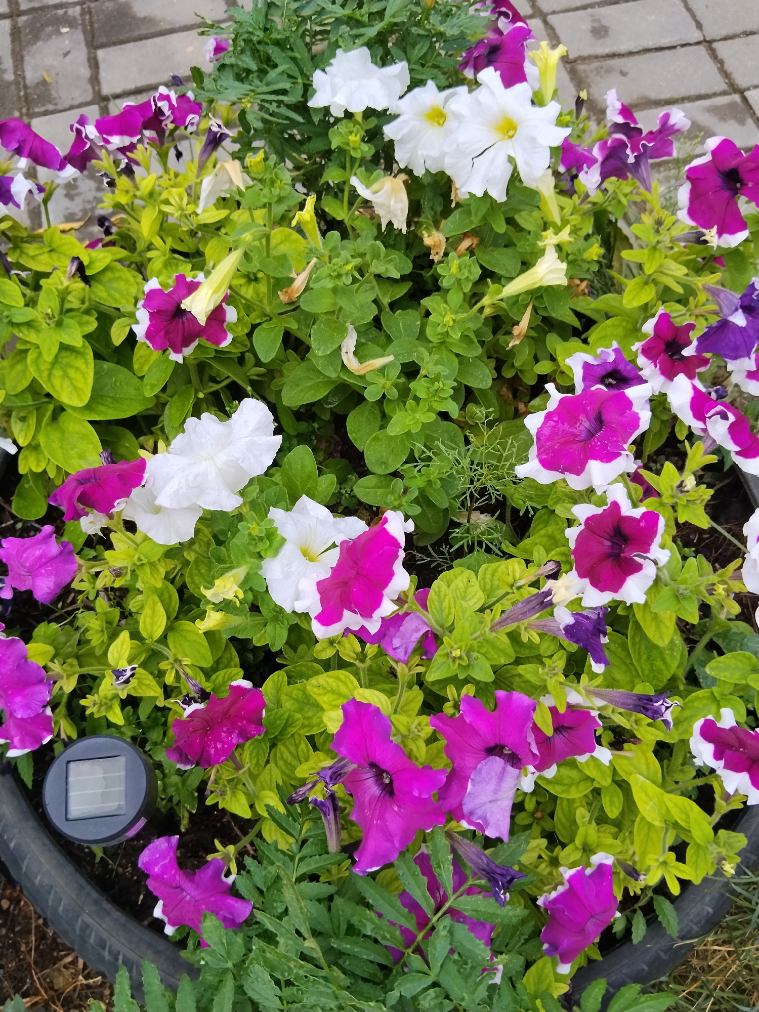 This is a close-up, high-angle photograph of a flower planter in Kokshetau, Kazakhstan. The planter is full of vibrant petunias in shades of white, magenta, and purple, interspersed with bright green foliage. Some of the petunias have a white edge around their magenta petals. In the bottom left corner of the image, a small, dark grey solar-powered light with a solar panel is partially visible, resting on the edge of the planter. The planter itself appears to be a black, possibly recycled tire. The background shows a textured gray paved surface and some dry grass. The lighting suggests it is daytime, possibly overcast.