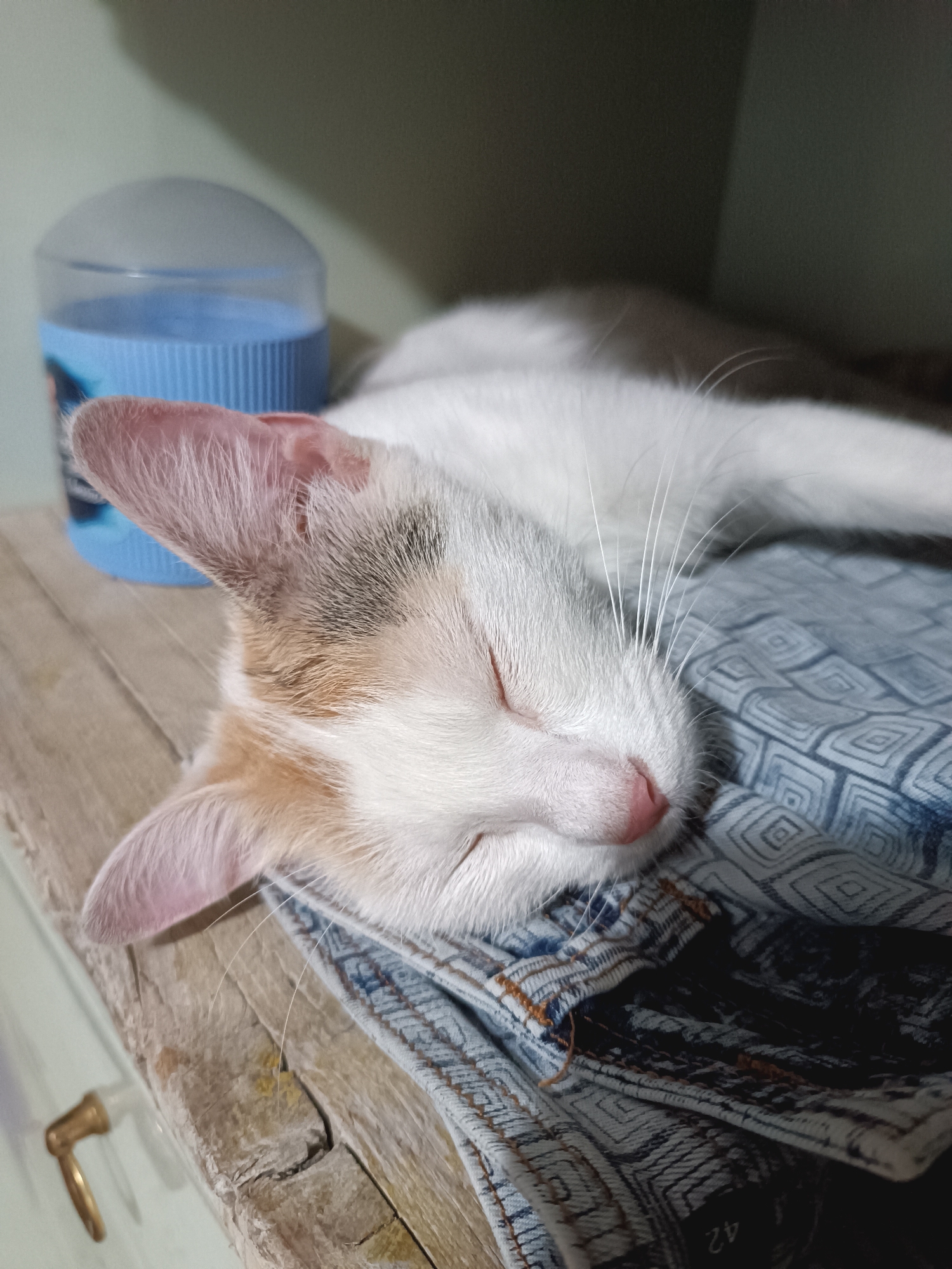 A calico cat is sleeping on a folded pile of blue jeans. The cat is mostly white with patches of orange and black on its head and ears. Its eyes are closed, and its pink nose is visible. The jeans have a diamond pattern. The cat is lying on a wooden surface, possibly a shelf or table, with a blue and clear plastic container in the background. The scene appears to be indoors.