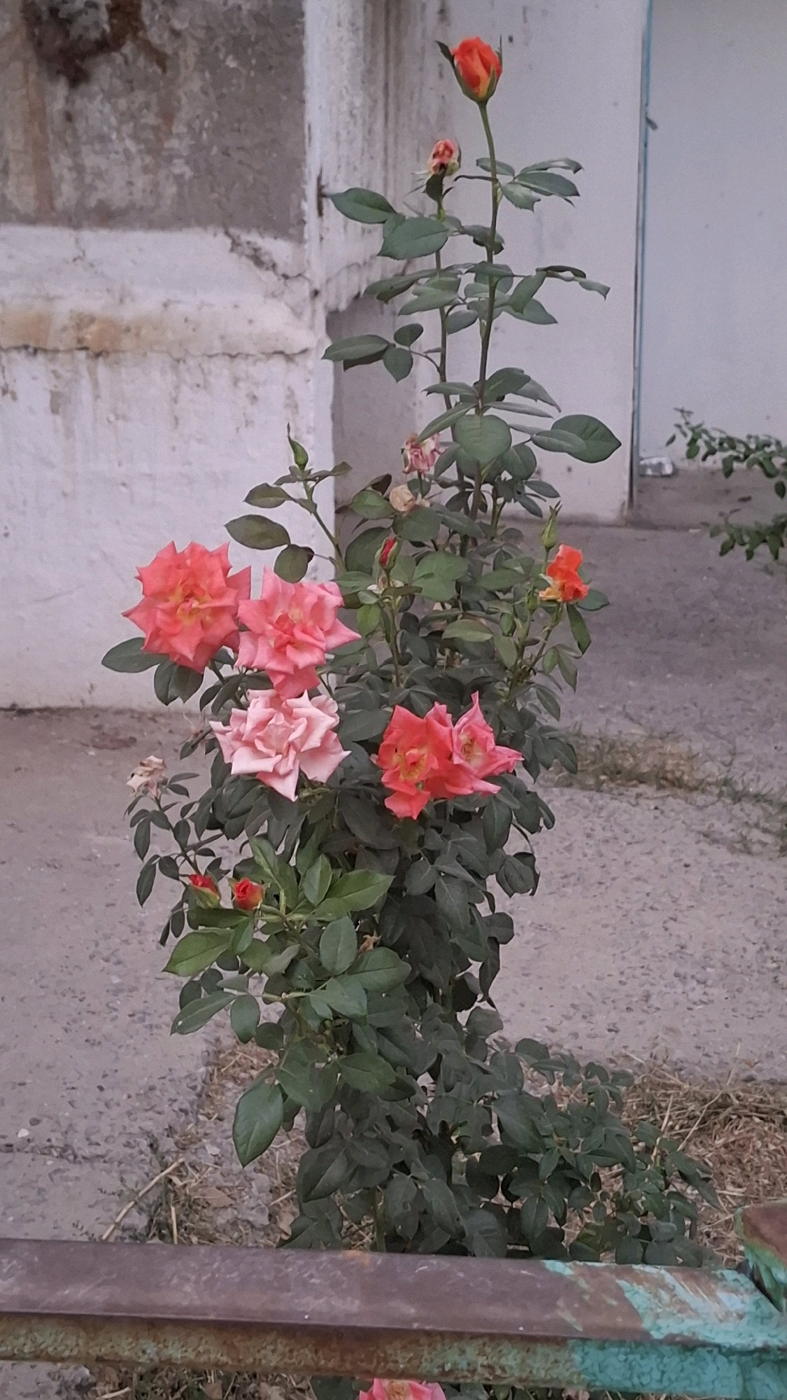 A potted rose bush with multiple blooms and buds is centered in the frame, positioned outdoors on a paved surface. The bush displays a variety of rose colors, including vibrant orange, pink, and pale pink. The background features a weathered, light-colored wall, possibly a building facade, with a light blue door visible on the right side. The ground is covered with concrete and some dry vegetation. A rusty metal railing runs along the bottom of the image. The overall scene appears to be an urban environment in Shymkent, Kazakhstan.