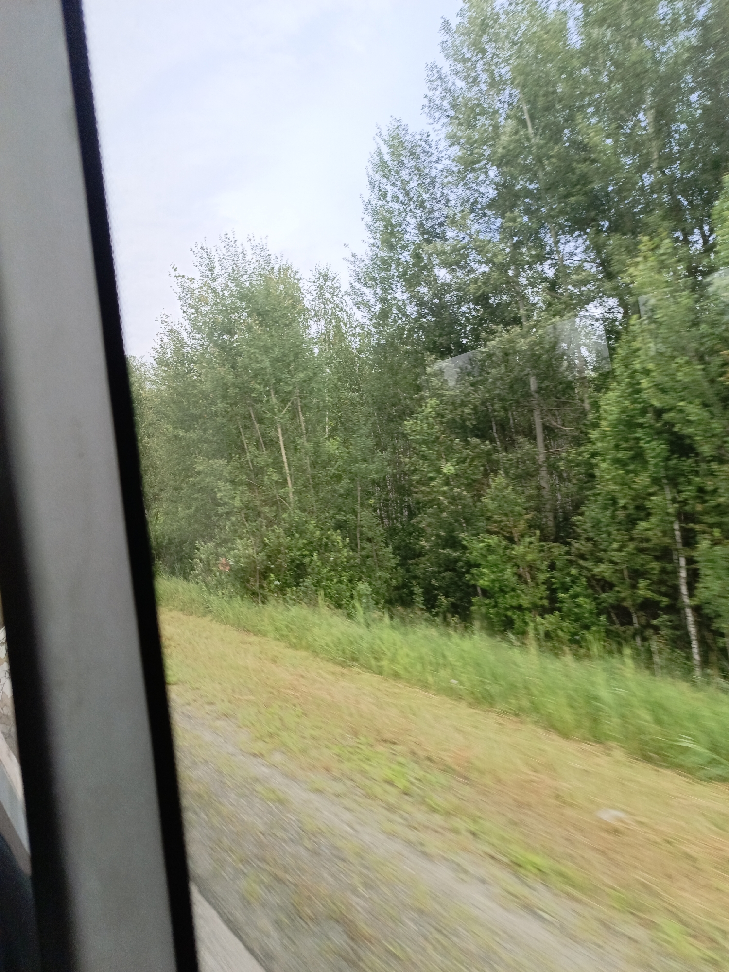The image shows a view from a vehicle, likely a car, looking out a window. On the left, a portion of the vehicle's interior is visible, with a dark frame bordering the window. The scene outside is a rural landscape with a dense forest of deciduous trees on the right side of the frame. The trees are a mix of greens, with some appearing lighter and others darker. The ground in front of the forest is covered in a mix of dry, yellowish grass and some greener patches. A dirt or gravel path or road runs diagonally from the bottom center towards the right side of the frame, appearing blurred due to motion. The sky above is overcast with a pale blue and white hue. No people are visible in the image. The location is described as Purysevo, Russia, which suggests a rural or semi-rural setting.