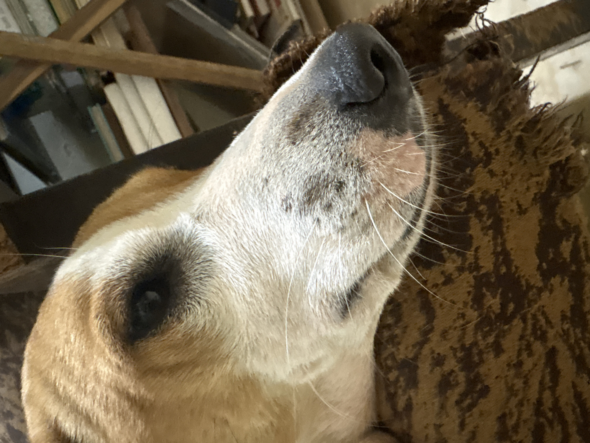 A close-up, angled, eye-level shot features a dog's face, with its head resting on a textured, brown surface, possibly a chair or blanket. The dog's fur is a mix of tan and white, with brown markings around its eye and muzzle. Its dark eye is partially visible, and its black nose is wet. Long, white whiskers extend from its muzzle. In the background, a blurred wooden shelf holds several books. The overall setting appears to be indoors, with soft lighting. There is no indication of Ashvem, India.