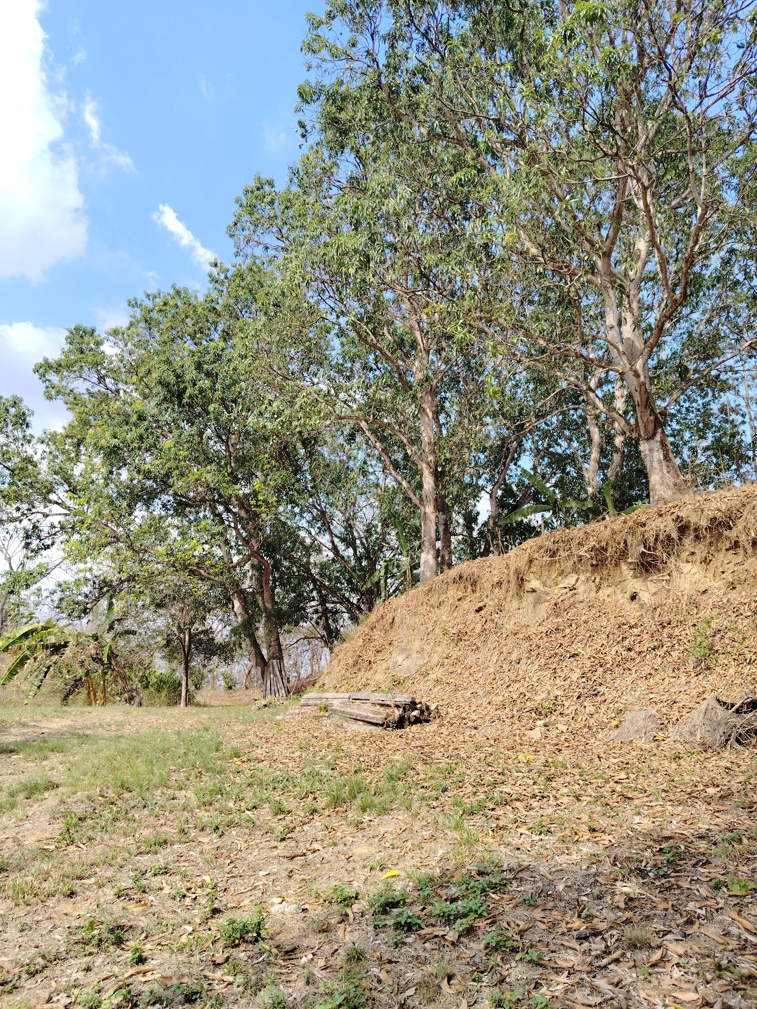 The image shows a landscape in Tinaquillo, Venezuela. A slight embankment covered in dry leaves and dirt rises to a row of tall trees with light-colored trunks and green foliage. The ground in the foreground is covered with sparse grass, dry leaves, and dirt. To the left, more trees and some banana plants are visible. The sky is blue with scattered white clouds. A pile of cut wood is visible near the base of the embankment.