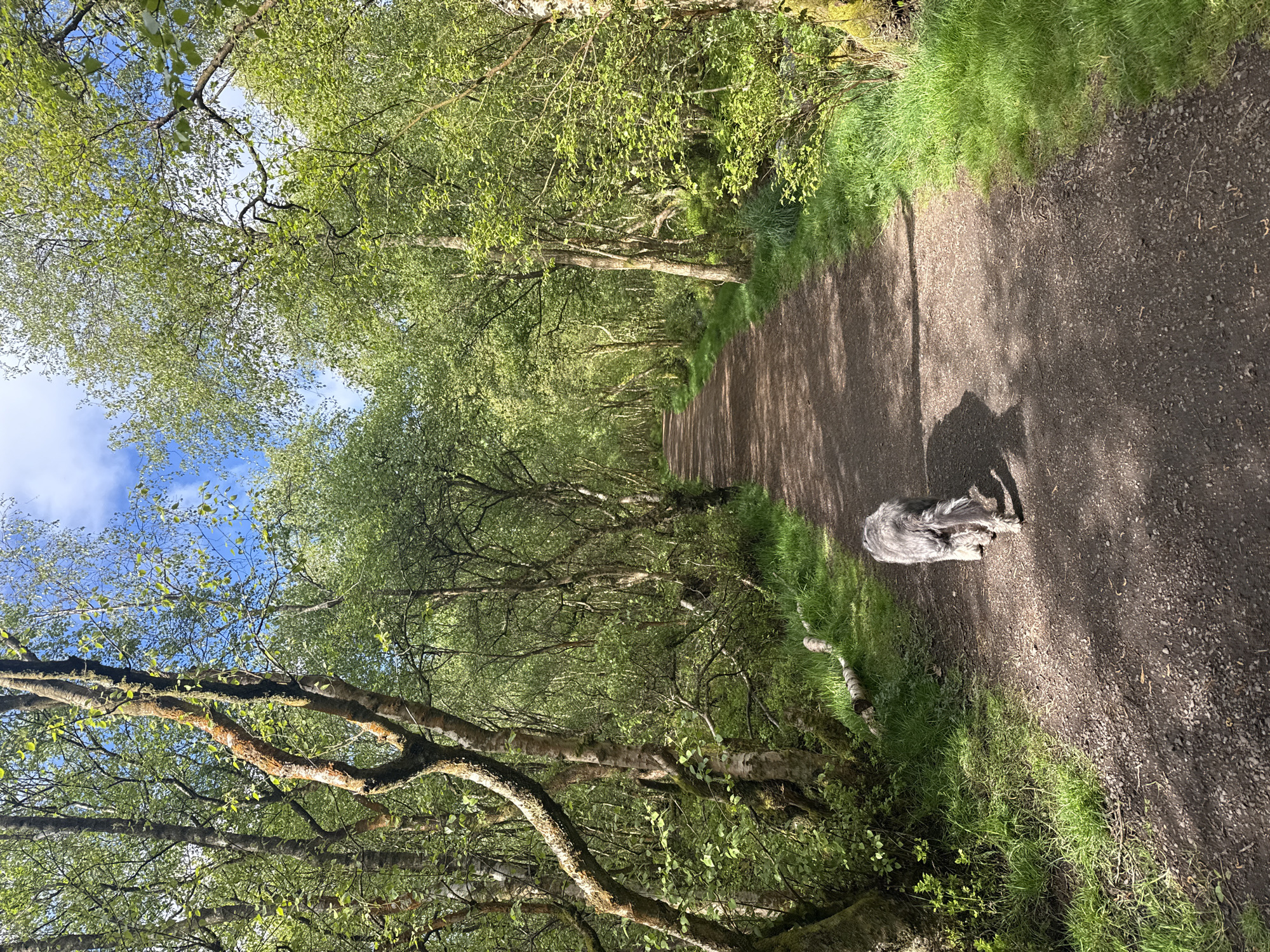 A dog lies on a dirt path in a forest. The path is lined with green grass and trees with green leaves. The sky is visible through the trees.