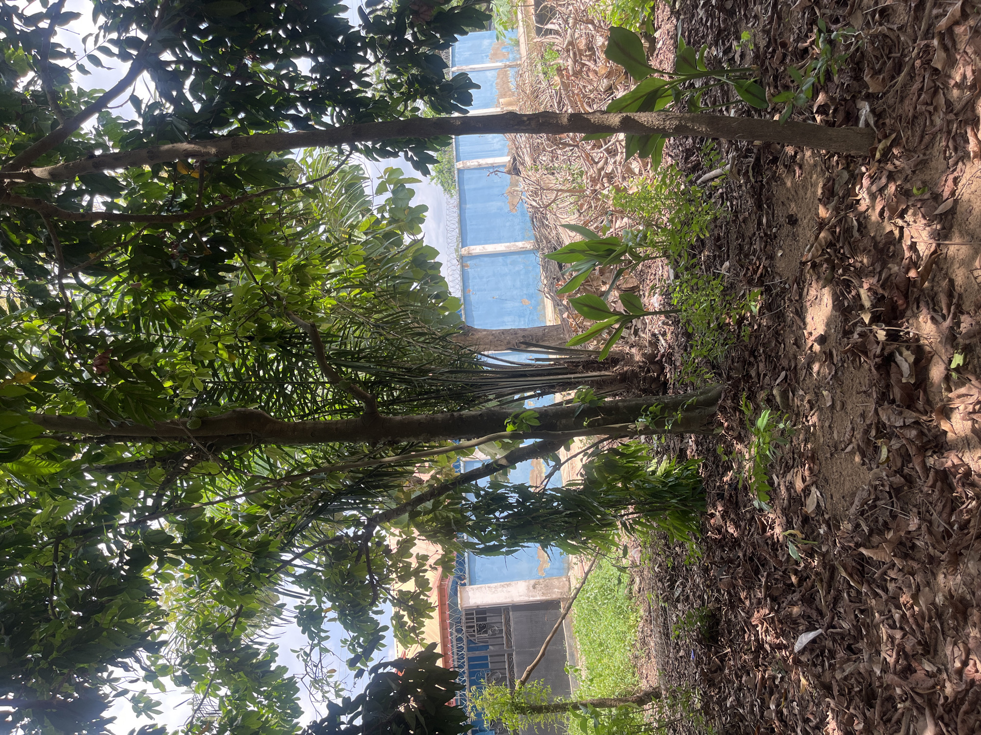 The image shows a view of a partially obscured blue concrete fence in Osogbo, Nigeria, framed by trees and foliage. The ground is covered in leaves and sparse vegetation. The fence appears weathered. A building is visible through a gap in the trees. The sky is visible in patches.
