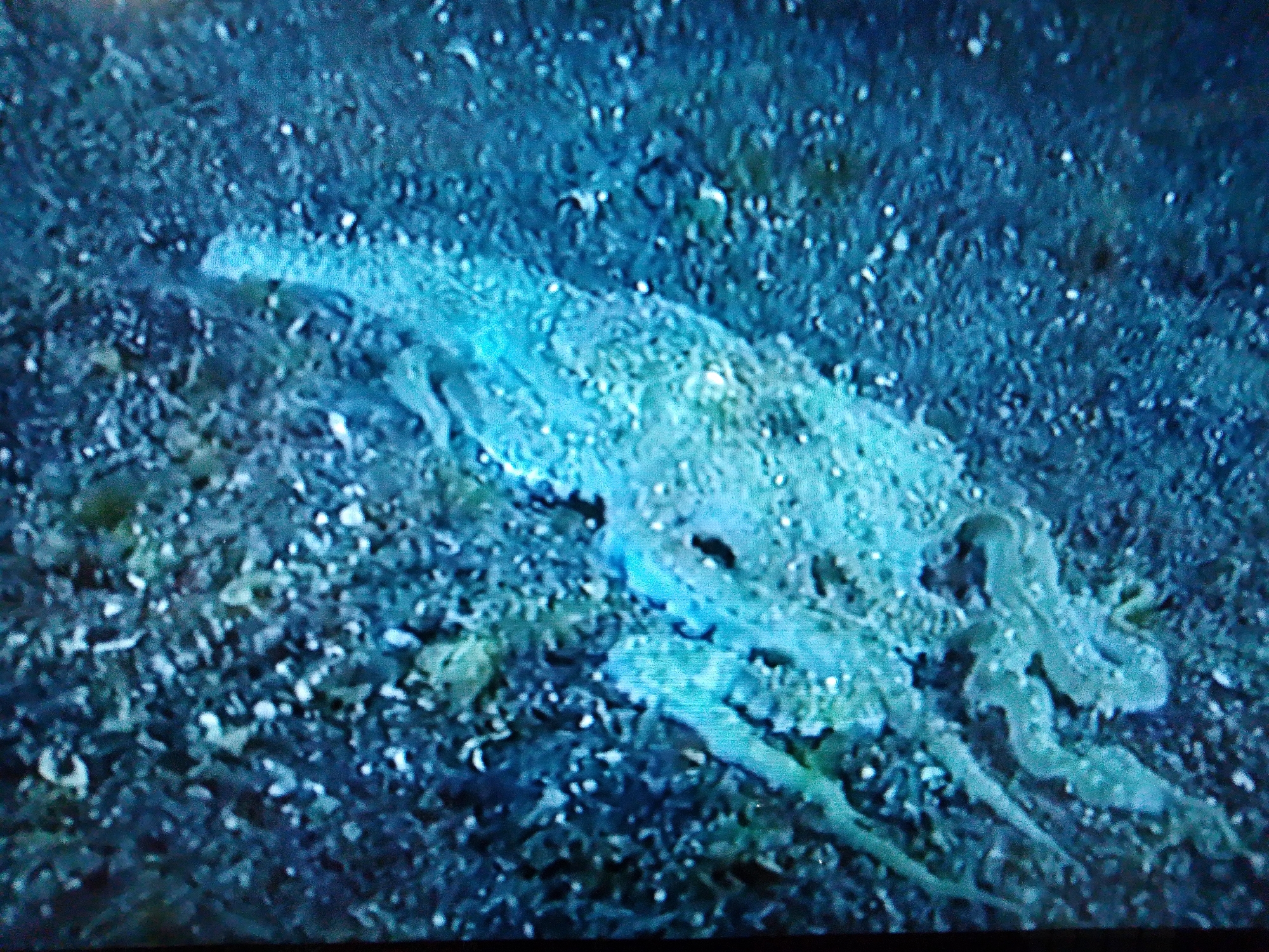 The image is a close-up, underwater shot of what appears to be a marine creature, possibly a cuttlefish or a similar cephalopod, resting on a sandy or rocky seabed. The creature is translucent and exhibits a pale, bluish-green coloration, with some lighter, iridescent areas. Its body appears somewhat flattened, and multiple tentacles or arms are visible, some extended forward, others curled. The background is dark and appears to be the seabed, with small particles and possibly some debris or sediment scattered around. The lighting suggests an underwater environment, with some light illuminating the creature from above. The image quality is somewhat grainy, indicating it might be a still from a video or a photograph taken in low light conditions. The location in Dushanbe, Tajikistan, is not depicted or implied by the visual content of the image; this is an underwater scene.