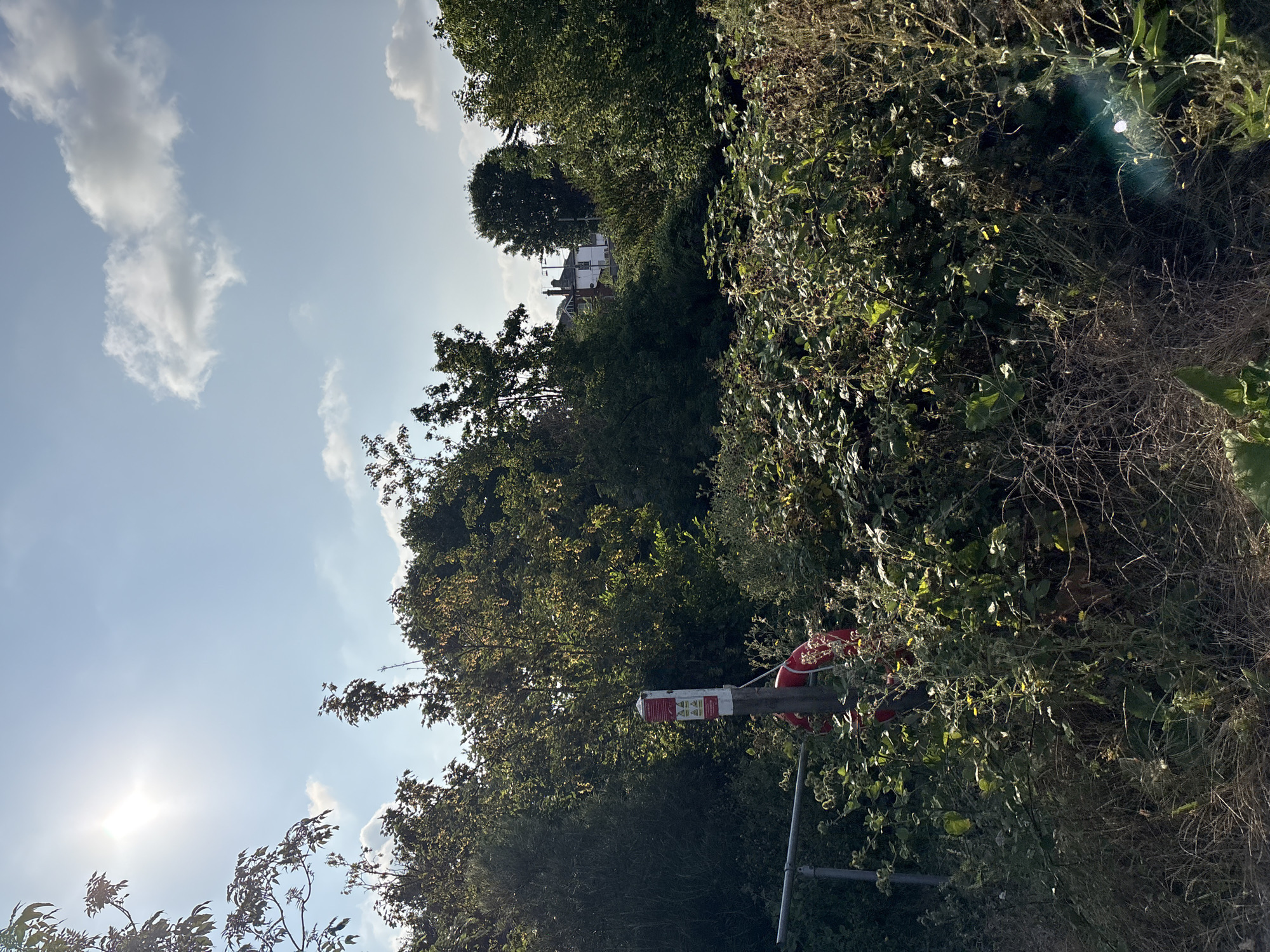 The image depicts a naturalistic scene with dense vegetation under a bright, sunny sky. In the foreground, a metal fence runs horizontally, partially obscured by tall, green plants and dry grasses. A wooden post stands near the fence, adorned with a white sign featuring red text and symbols, and a red lifebuoy is attached to it. The background is filled with various trees and shrubs, with a white building with a red-tiled roof and chimneys visible in the distance, suggesting a suburban or rural setting. The sun is high in the sky, casting a strong glare and creating distinct shadows. The overall impression is one of a slightly overgrown area, possibly near a body of water, given the presence of the lifebuoy. The image appears to have been taken in Chelmsford, United Kingdom.