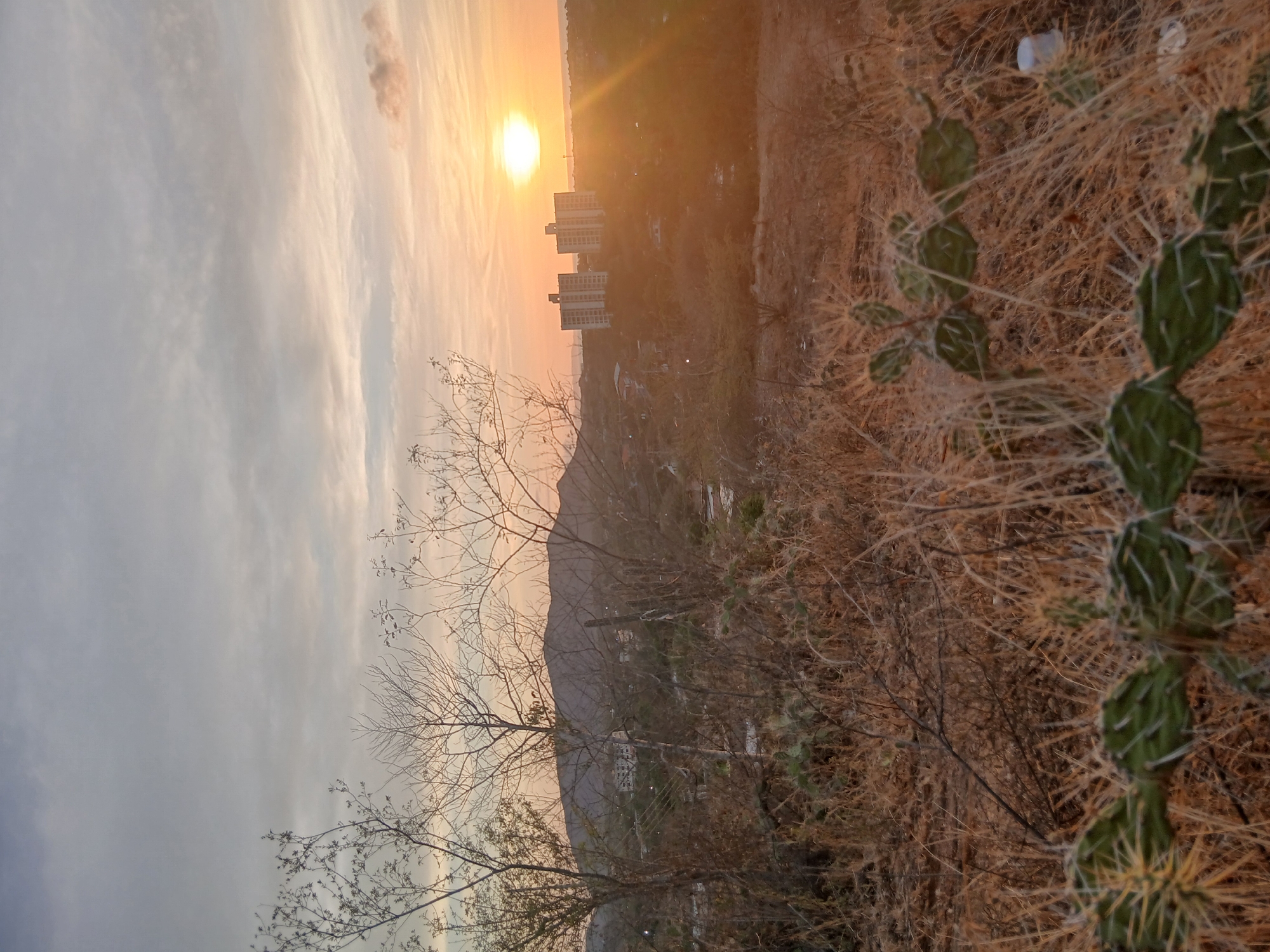 The image depicts a cityscape at sunset, likely from a high vantage point. The sun is setting on the horizon, casting a warm, orange glow on the sky and city below. Several buildings are visible in the mid-ground, silhouetted against the sunlight. The foreground is filled with dry vegetation, including a prominent cactus plant with spines. Bare tree branches reach towards the sky. The exact location within Altagracia, Venezuela, cannot be determined from the image alone. No people are visible in the scene.