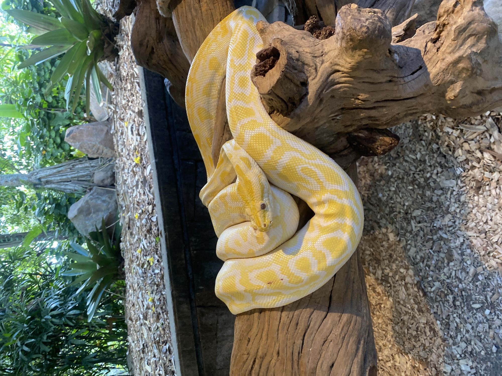 An albino python with yellow and white markings is coiled on a large, weathered piece of driftwood. The snake is positioned in the center of the frame, with its head resting on its body. The background consists of lush green foliage, rocks, and a layer of wood chips on the ground, suggesting an outdoor enclosure. The environment appears to be a zoo or a wildlife park, potentially at the Bali Safari and Marine Park in Sukawati, Indonesia. The lighting suggests it is daytime.