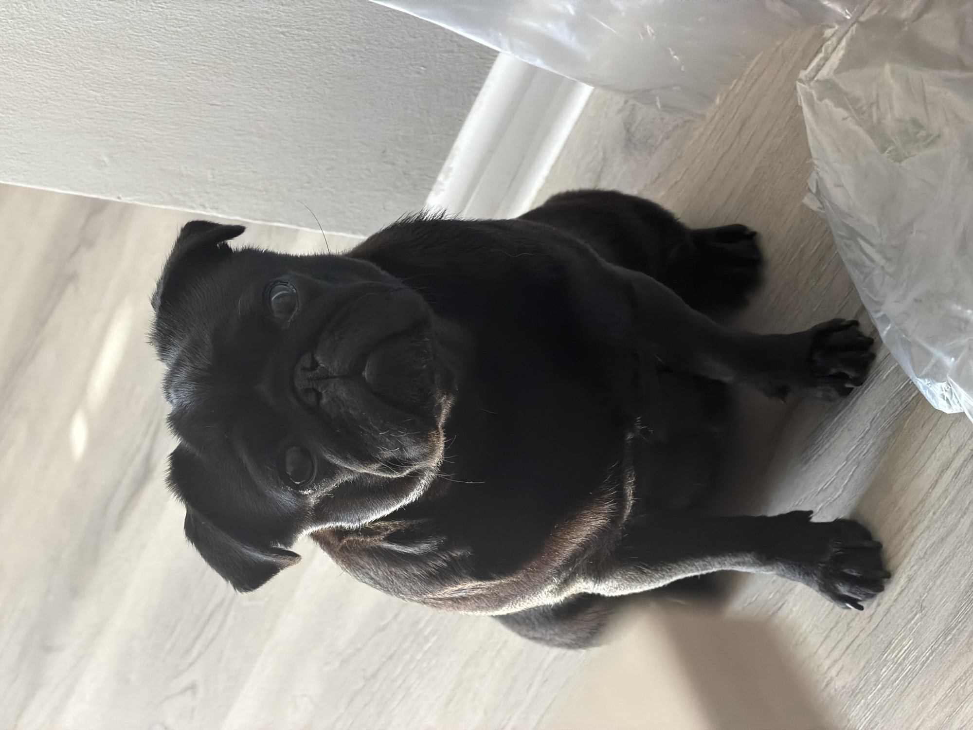 A black pug dog is sitting on a light-colored wood floor. The pug is facing the camera with its head slightly tilted. Sunlight is casting shadows and highlighting the dog's fur. To the right of the dog, a white wall and baseboard are visible, along with some crumpled white plastic. The environment suggests an indoor setting, likely a home, and the image is a close-up of the dog.