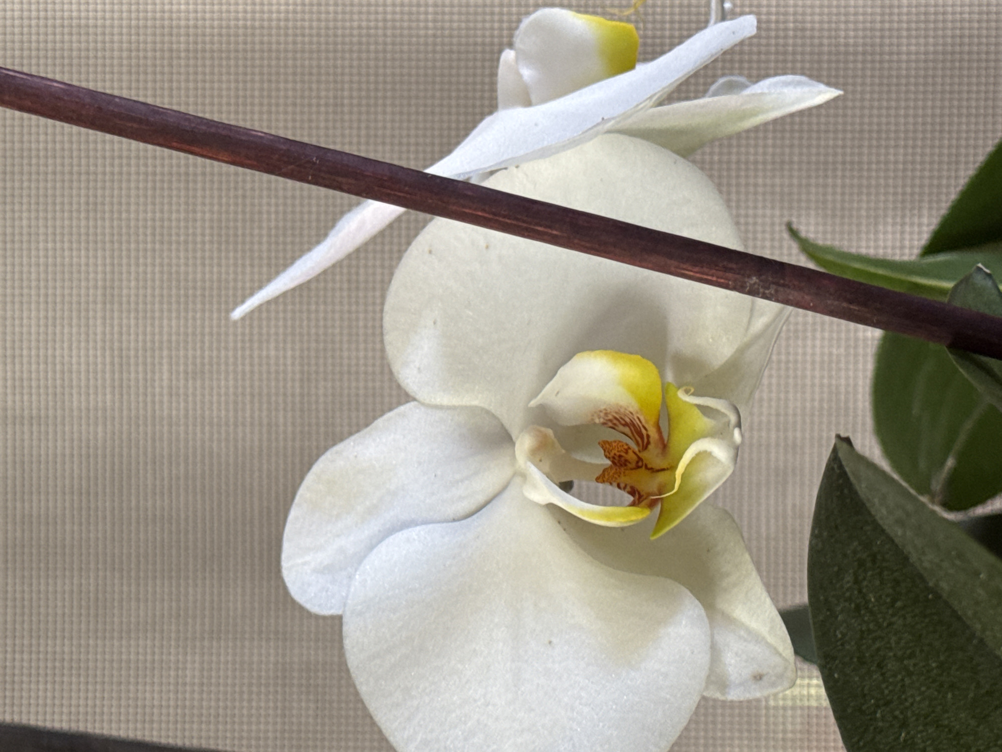 A close-up, eye-level, natural light shot shows a white orchid bloom with yellow and red accents in its center. The orchid is in focus, with a blurred background of a light brown textured surface. A dark brown stick, likely a support stake for the plant, runs vertically through the right side of the frame. Two dark green leaves are visible at the bottom of the image. The overall scene is peaceful and domestic, suggesting it could be found in a home or garden setting within Veselina, Bulgaria. There are no people present, and the focus is entirely on the botanical subject.