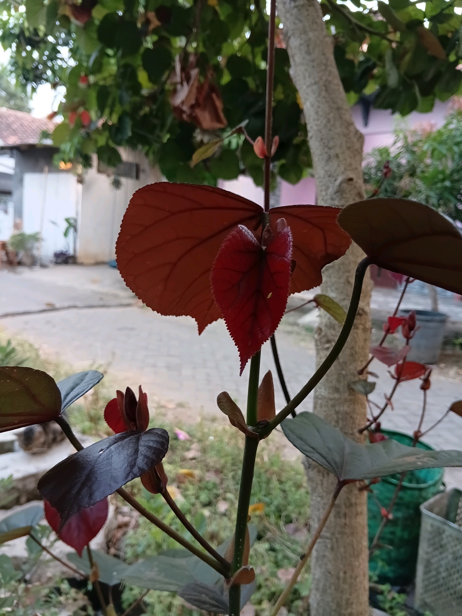 The image captures a close-up view of a plant with dark reddish-brown leaves and stems, set against an outdoor environment. The plant's foliage is the primary focus, with several large leaves and smaller developing leaves or buds visible. The background is blurred but suggests a residential area. To the left, a building with a tiled roof and white walls is partially visible, indicating a suburban or rural setting. A paved surface, possibly a road or pathway, is present behind the plant. In the far background, more greenery and trees can be seen, along with what appears to be a large green bucket and another container. The lighting suggests it is daytime. The scene is devoid of any human presence or activity. The location is identified as Cikal, Indonesia.