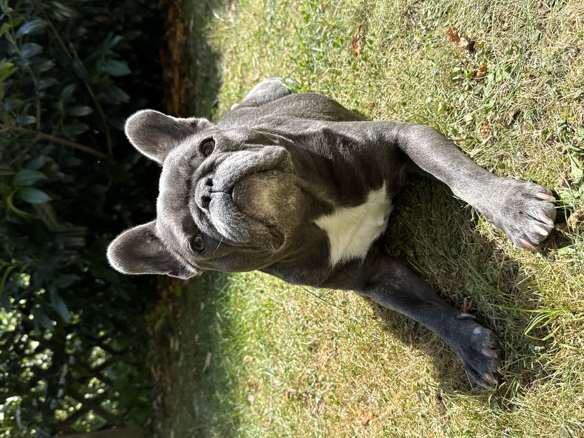 A blue brindle French Bulldog is lying on a grassy lawn in the city of Bad Sachsa, Germany. The dog is facing the camera, with its head slightly tilted up. It has large, erect ears and a distinctive flat snout. A white patch of fur is visible on its chest. The background consists of green foliage and a wooden fence, suggesting an outdoor setting, likely a garden or park. The lighting indicates it is a sunny day, with shadows cast by the dog onto the grass. The ground is covered with green and dry grass.